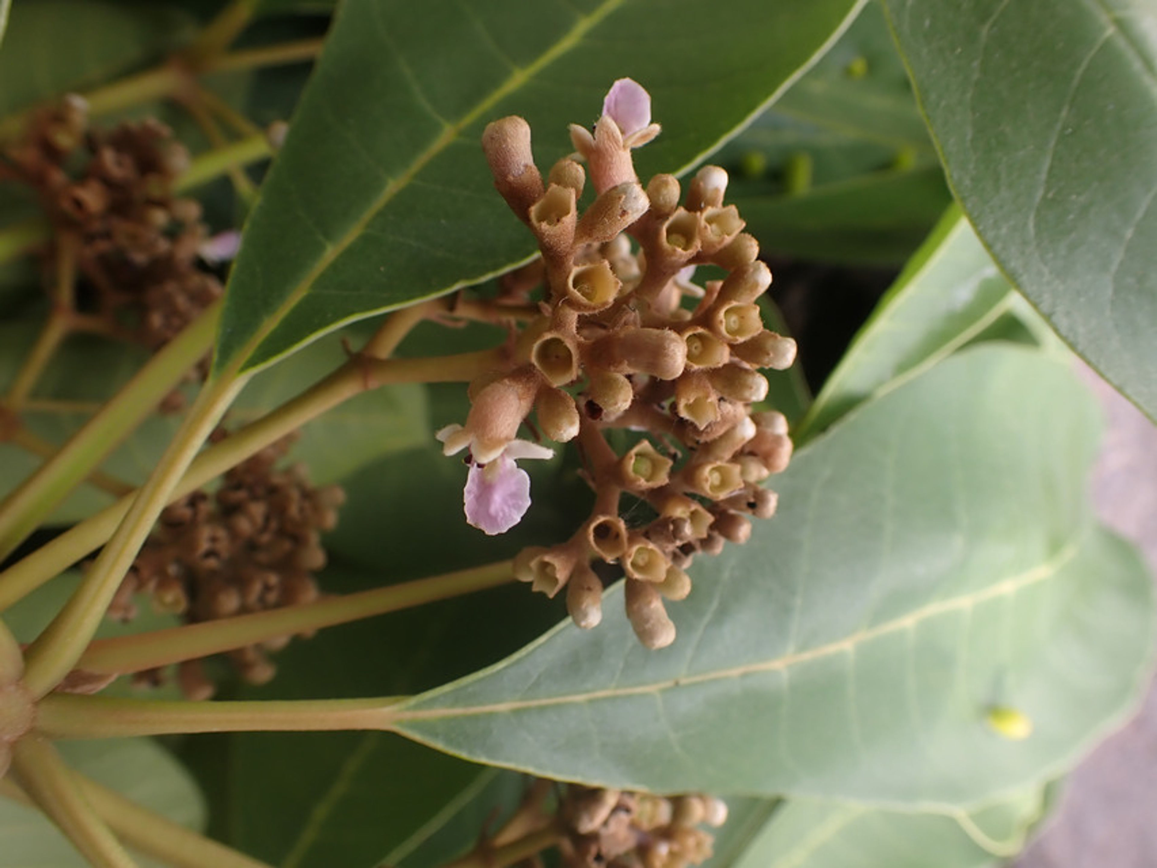 Vitex doniana - 90