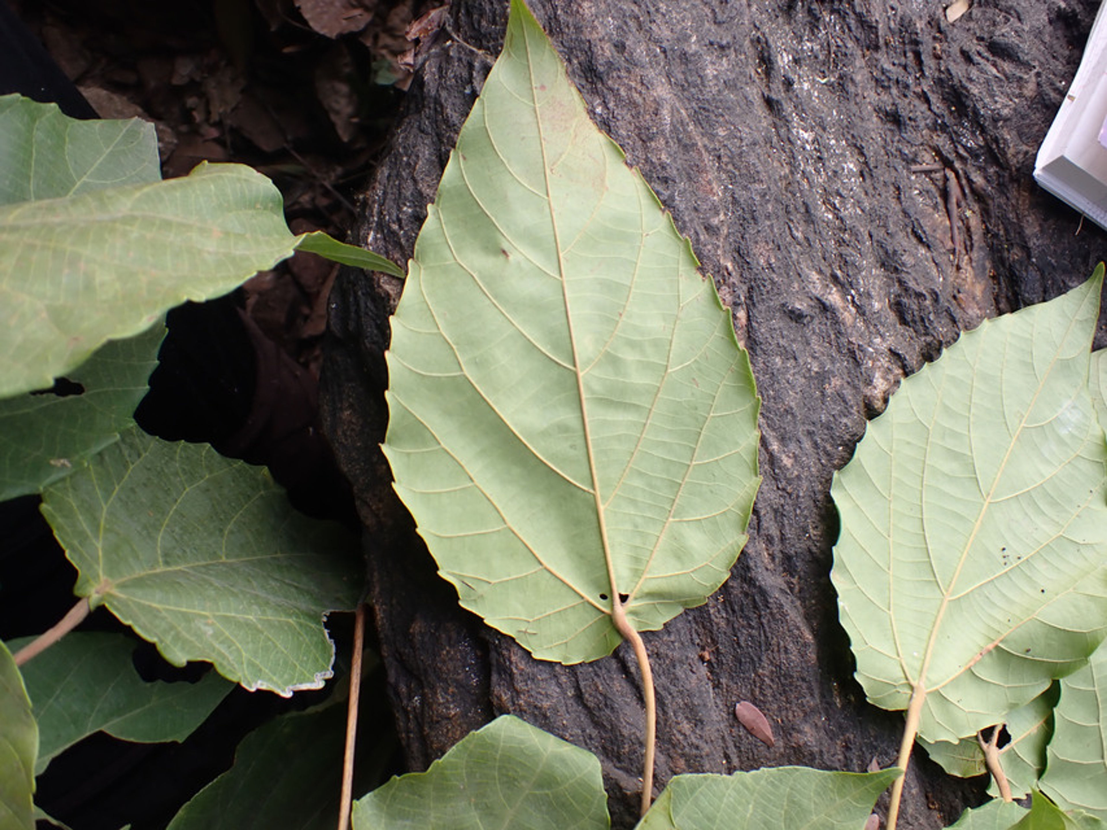 Alchornea cordifolia - 94