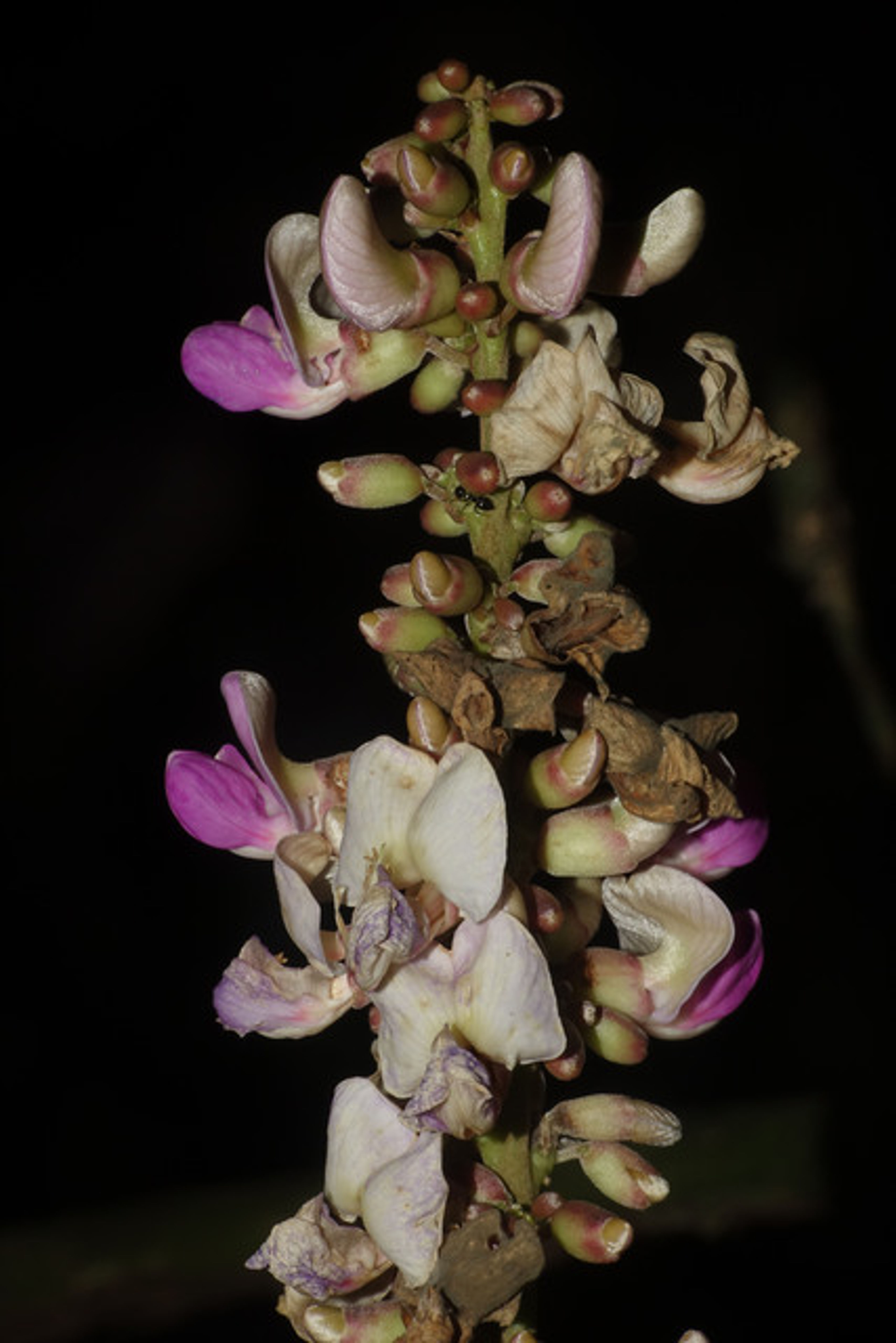 Millettia - 162