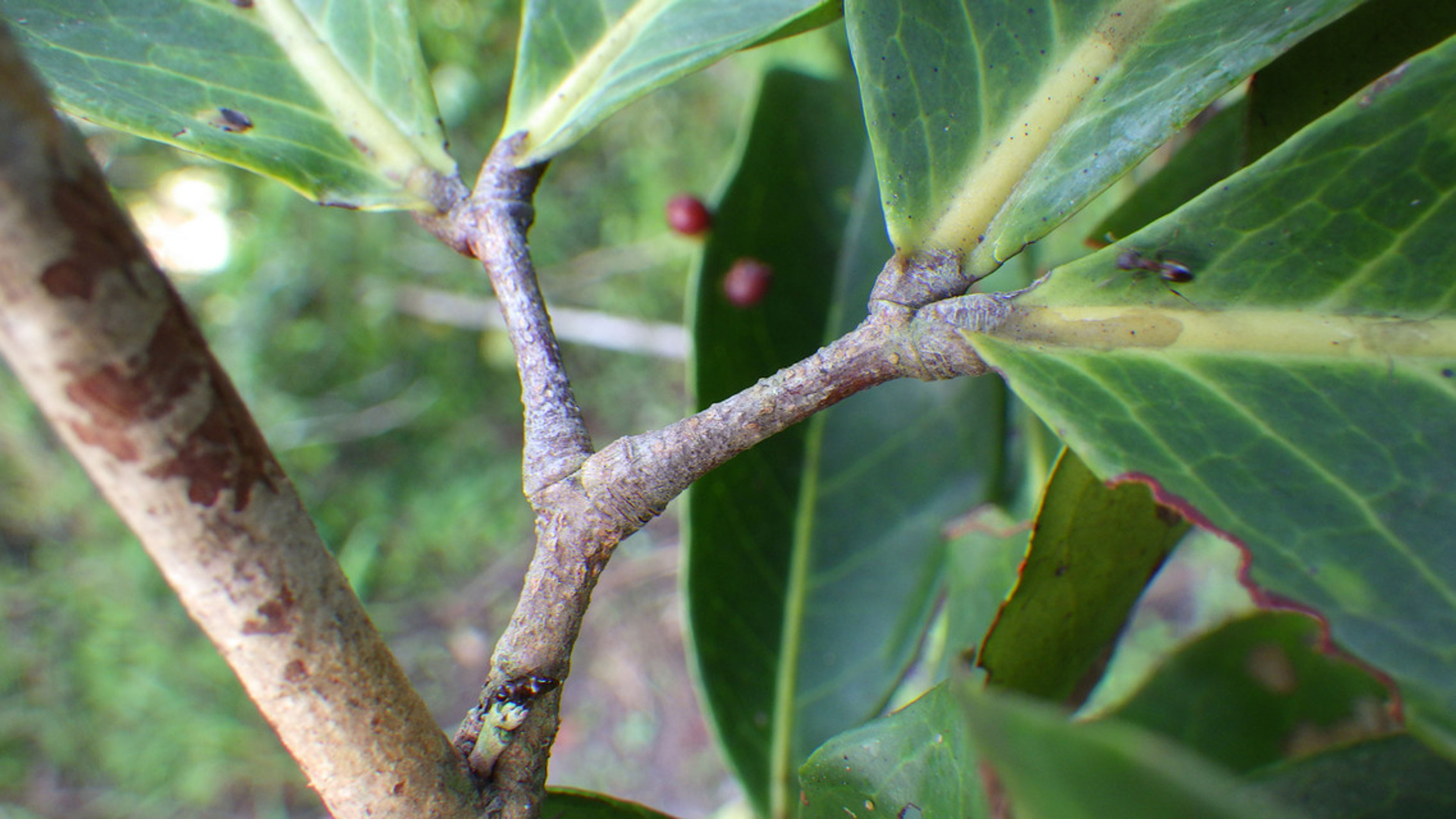 Newtonia - 3