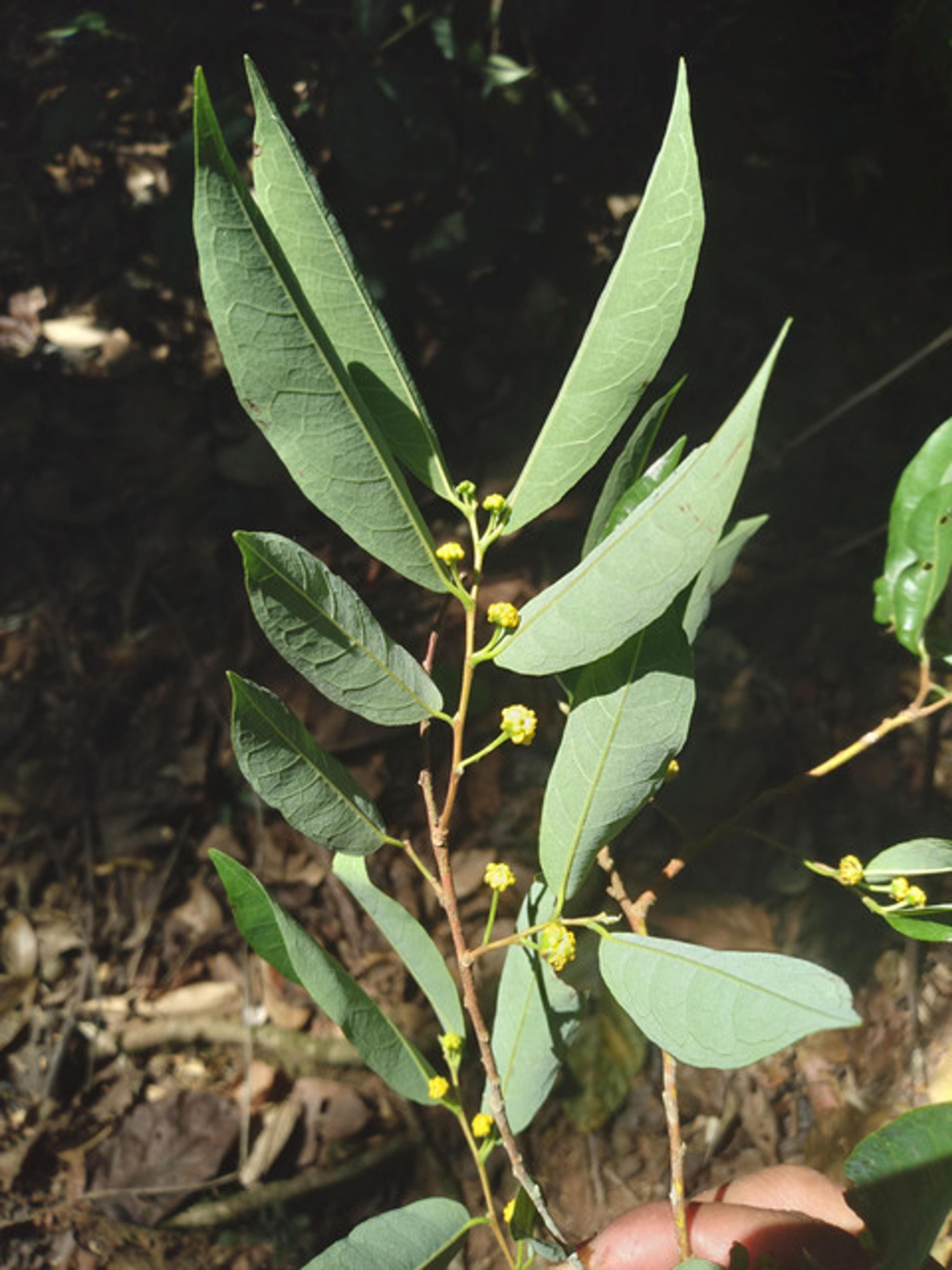 Brosimum guianense - 46
