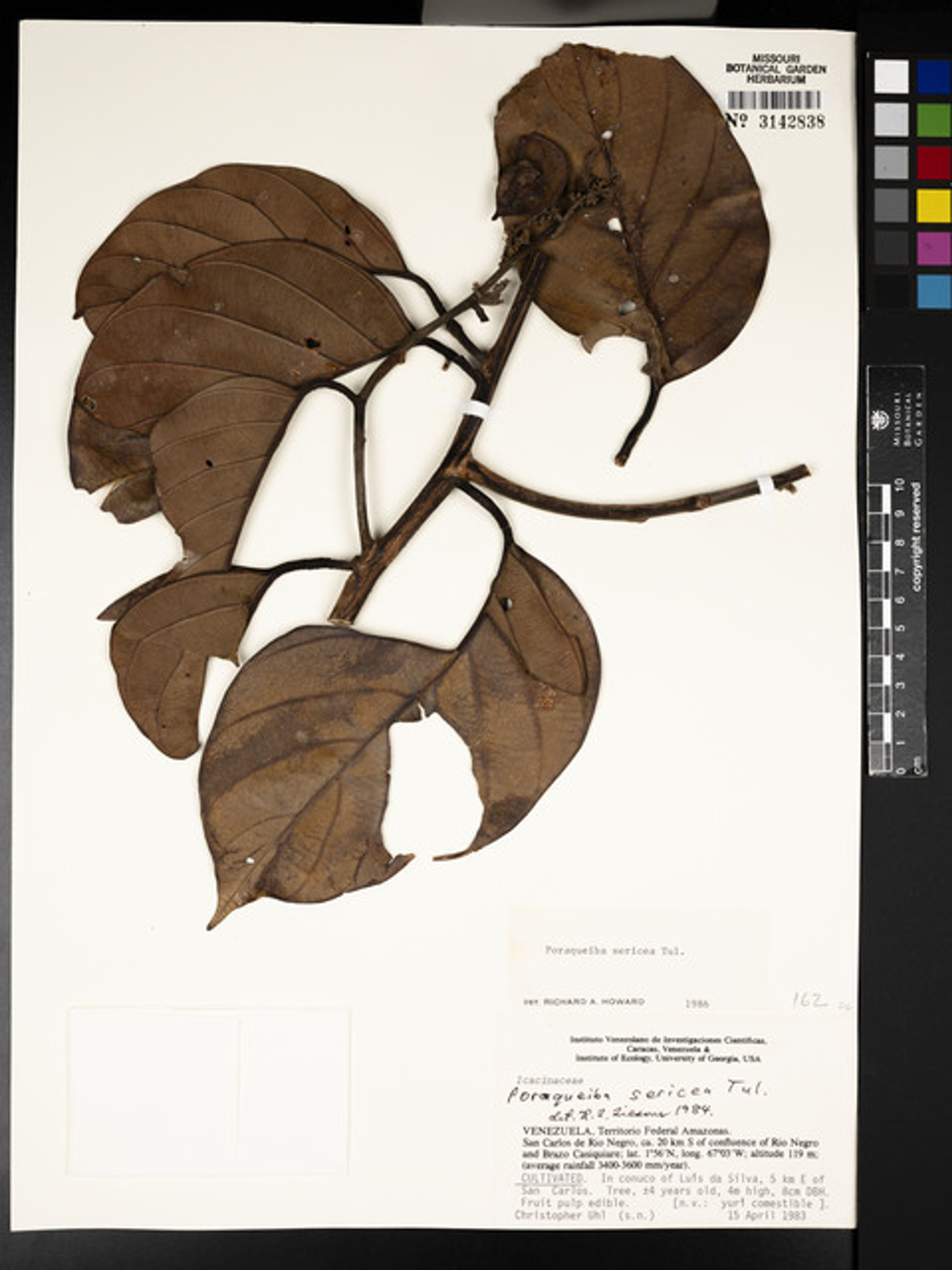 Poraqueiba sericea - 45