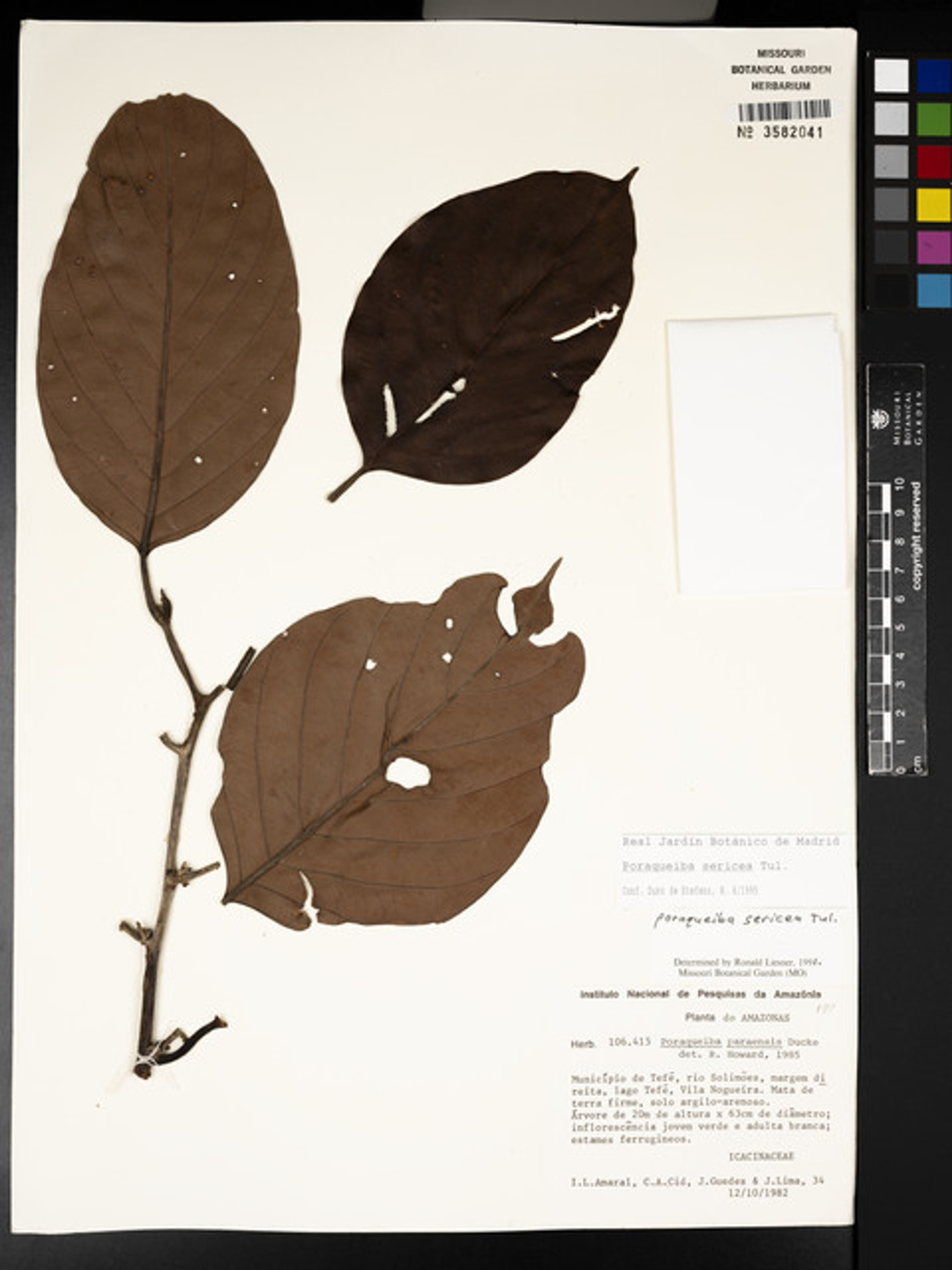 Poraqueiba sericea - 62