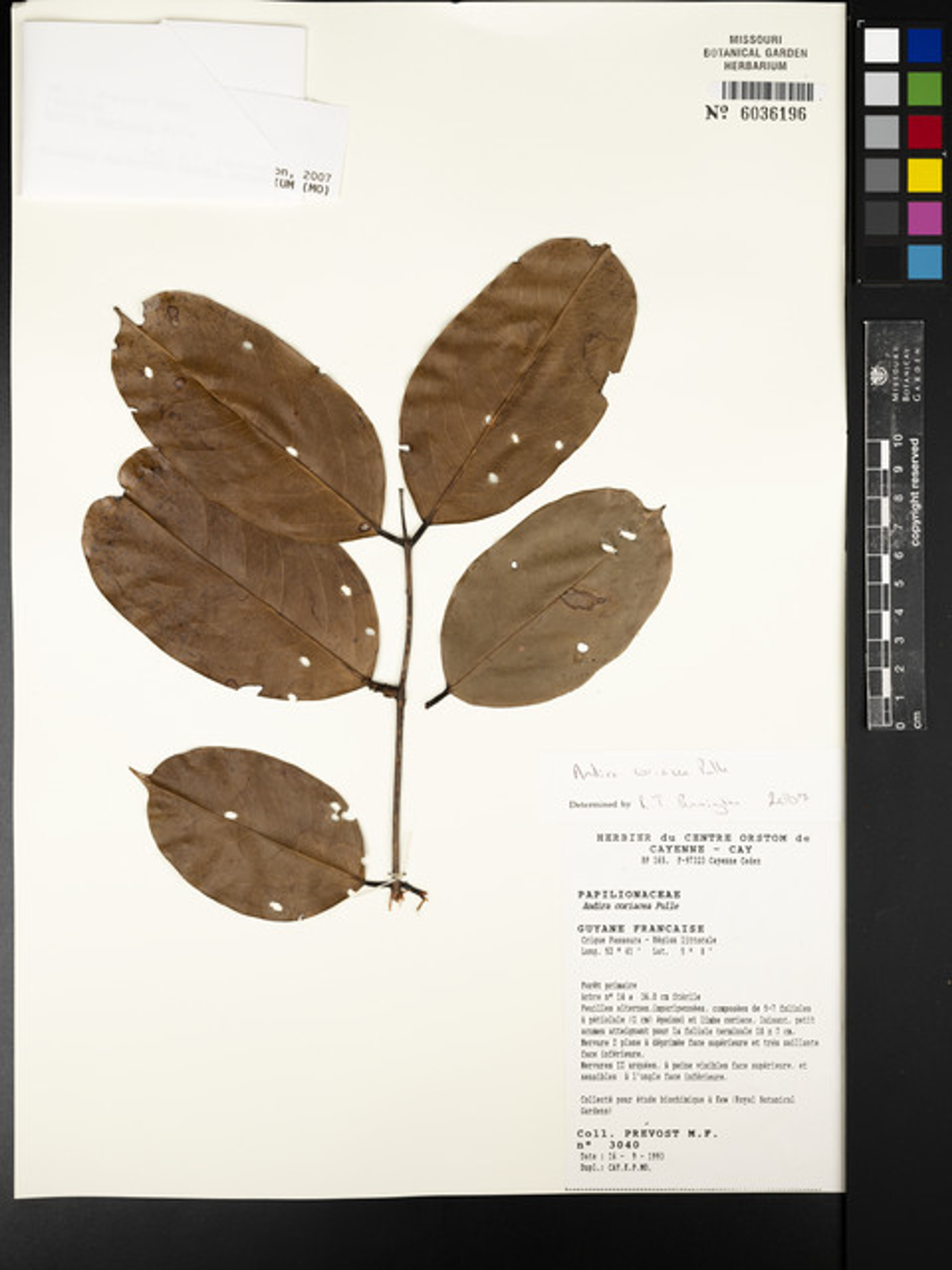 Andira coriacea - 20