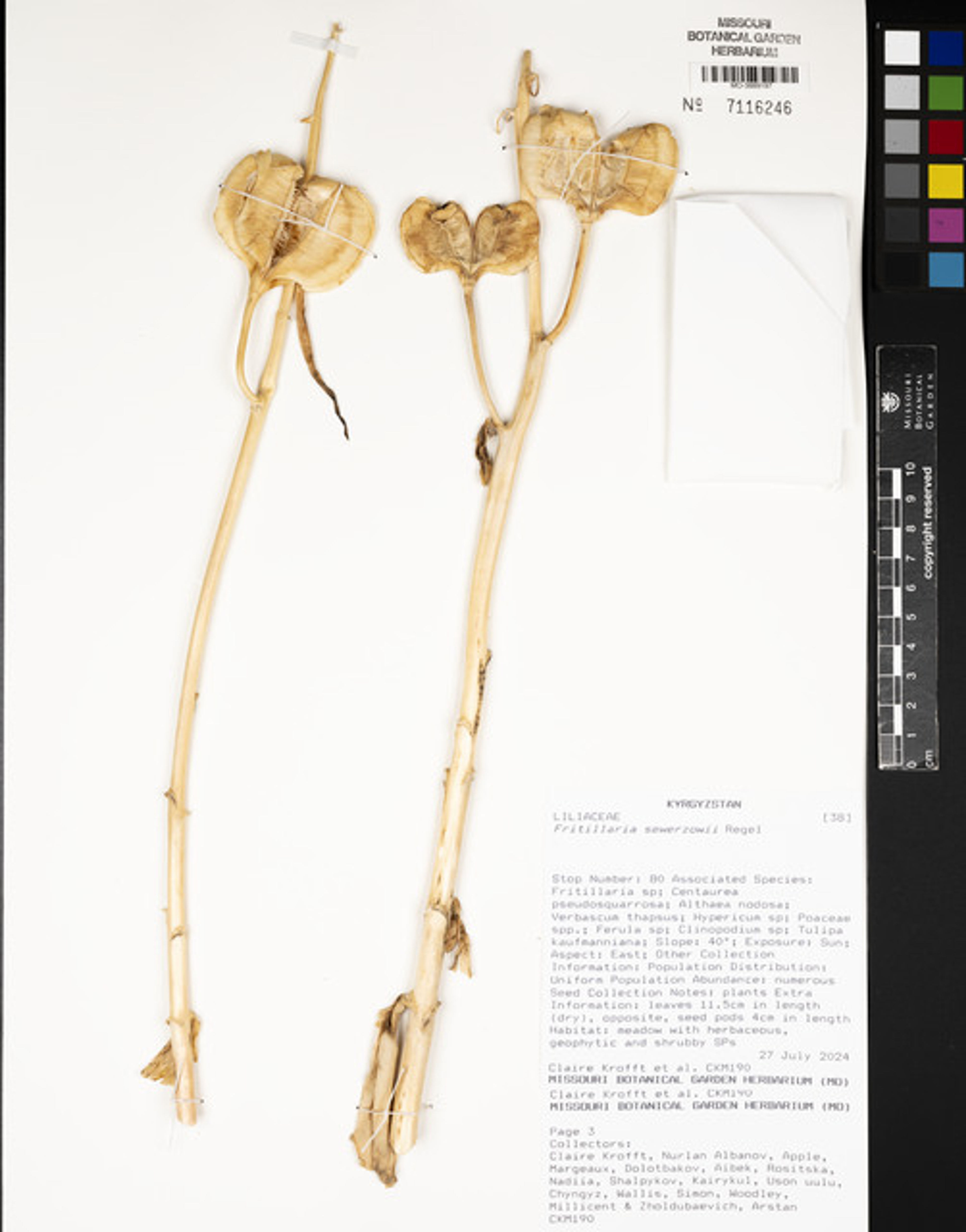Fritillaria sewerzowii - 171