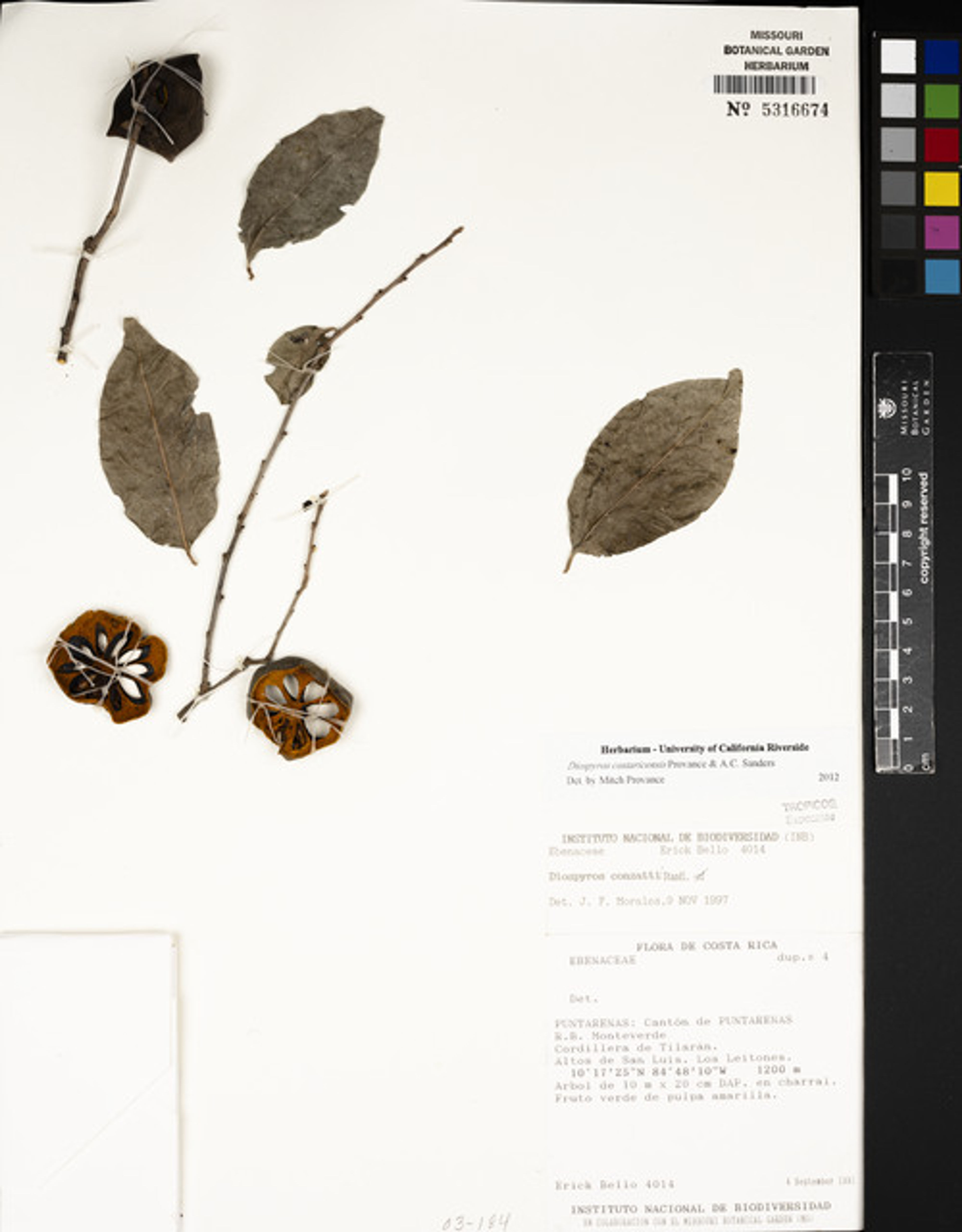 Diospyros conzattii - 2