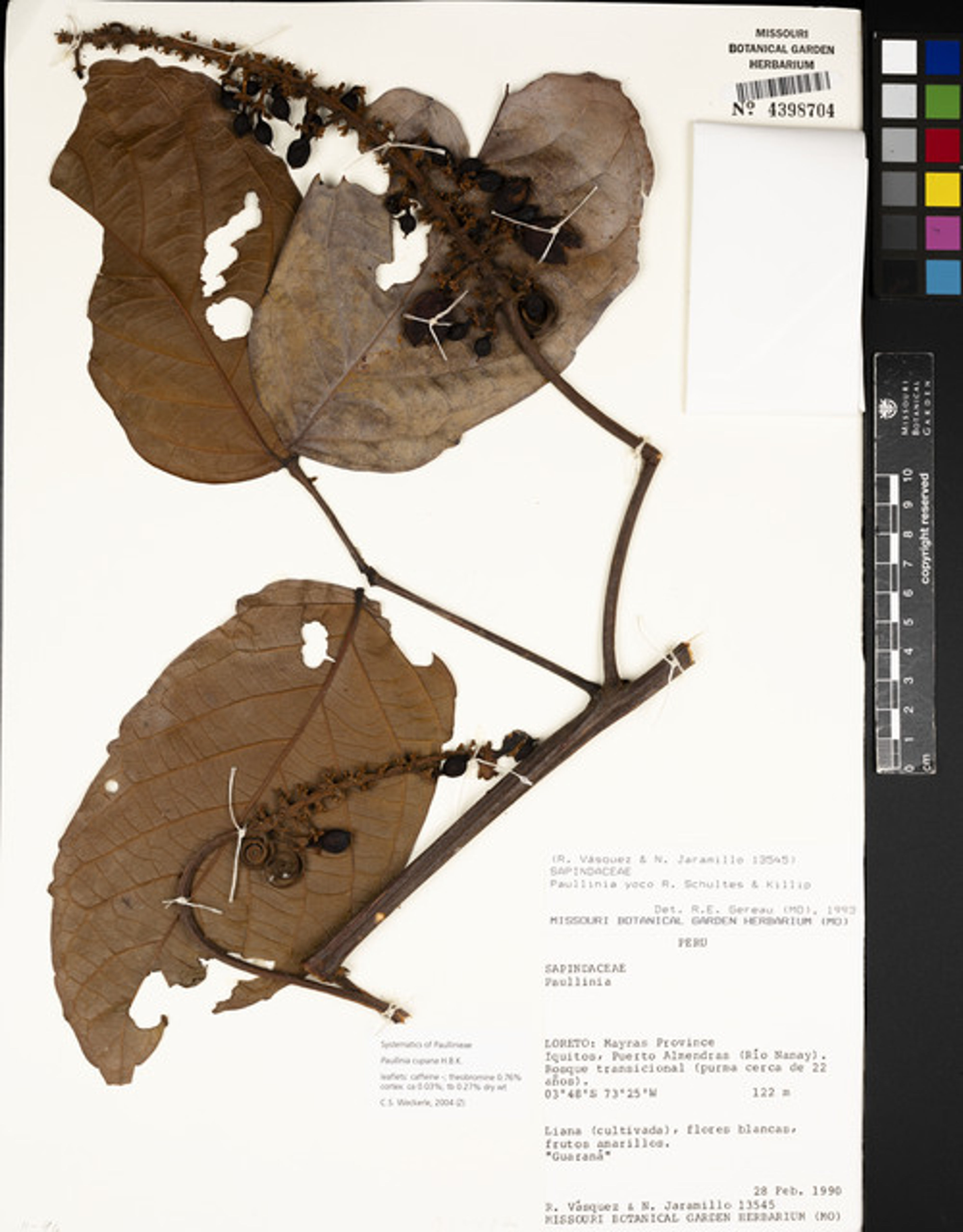 Paullinia cupana - 100