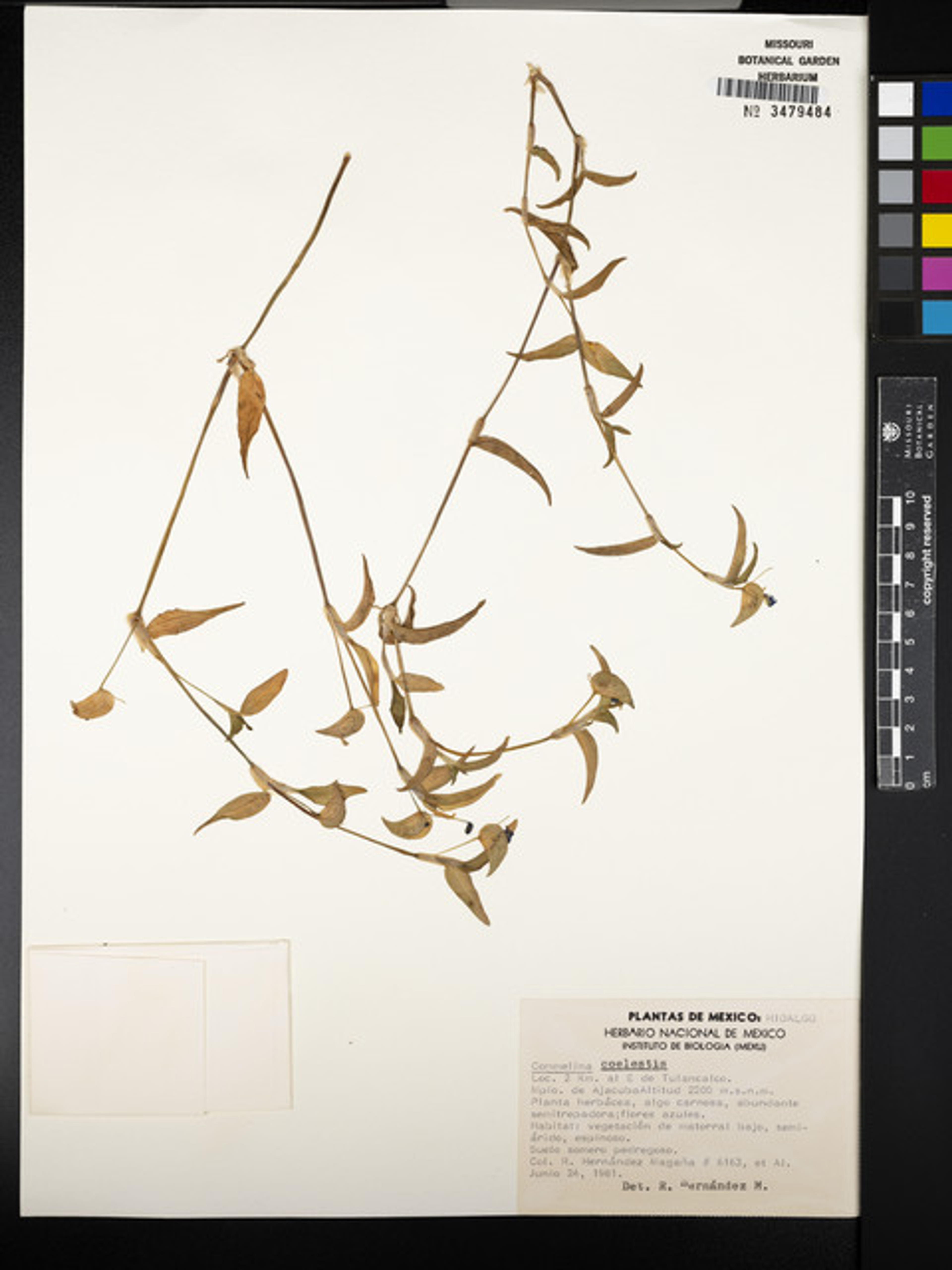 Commelina coelestis - 58
