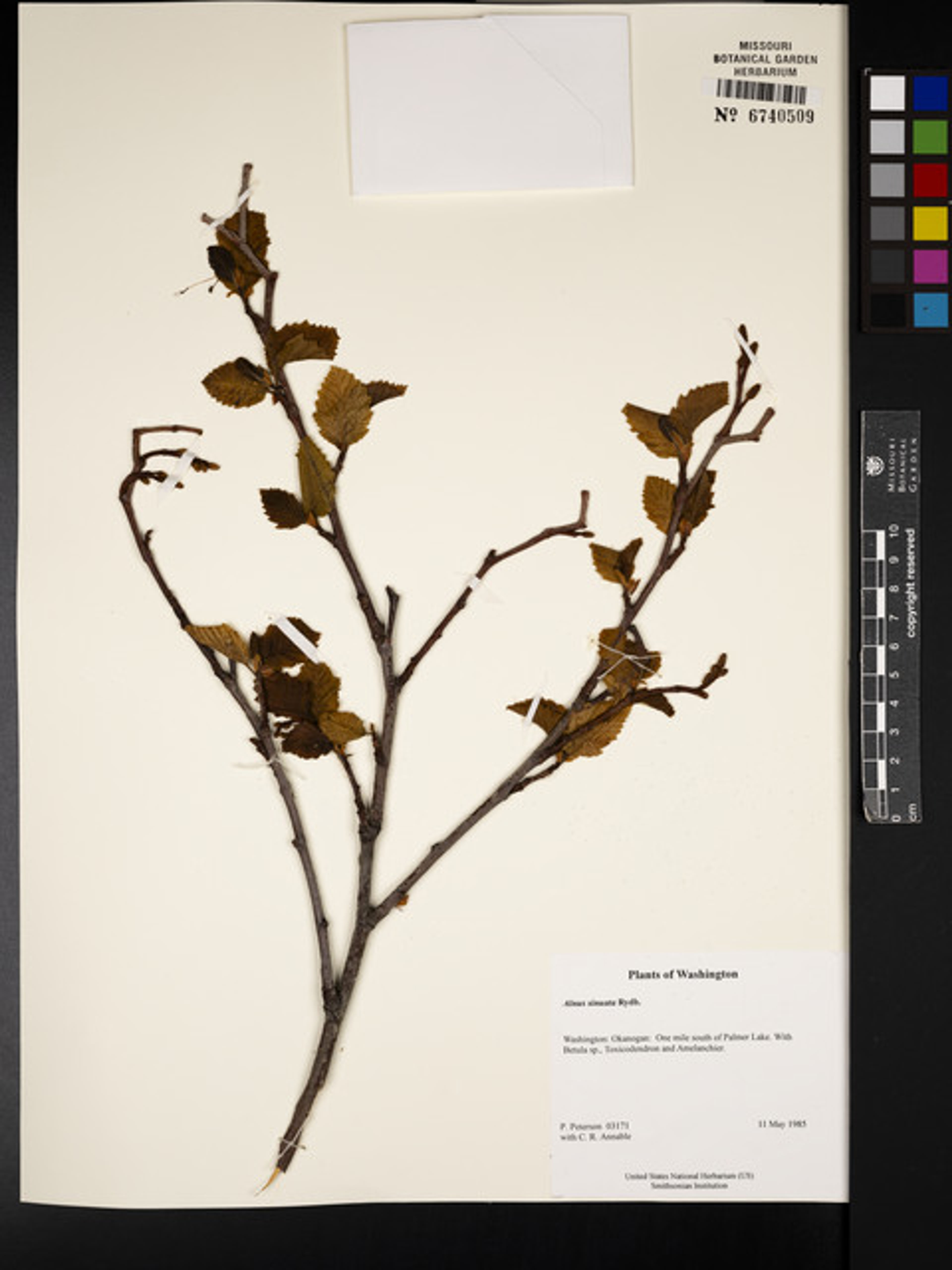 Alnus sinuata - 7