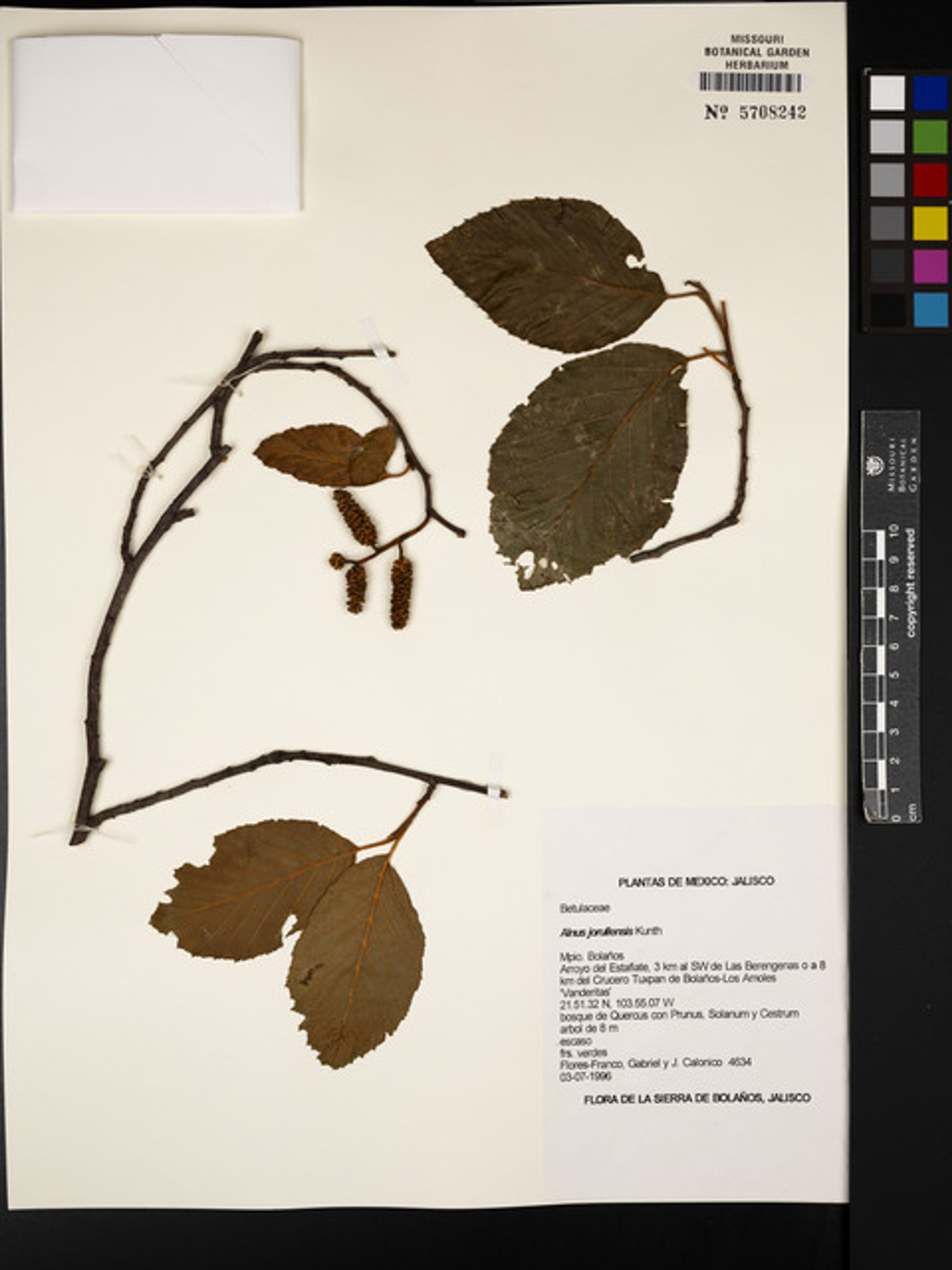 Alnus jorullensis - 133