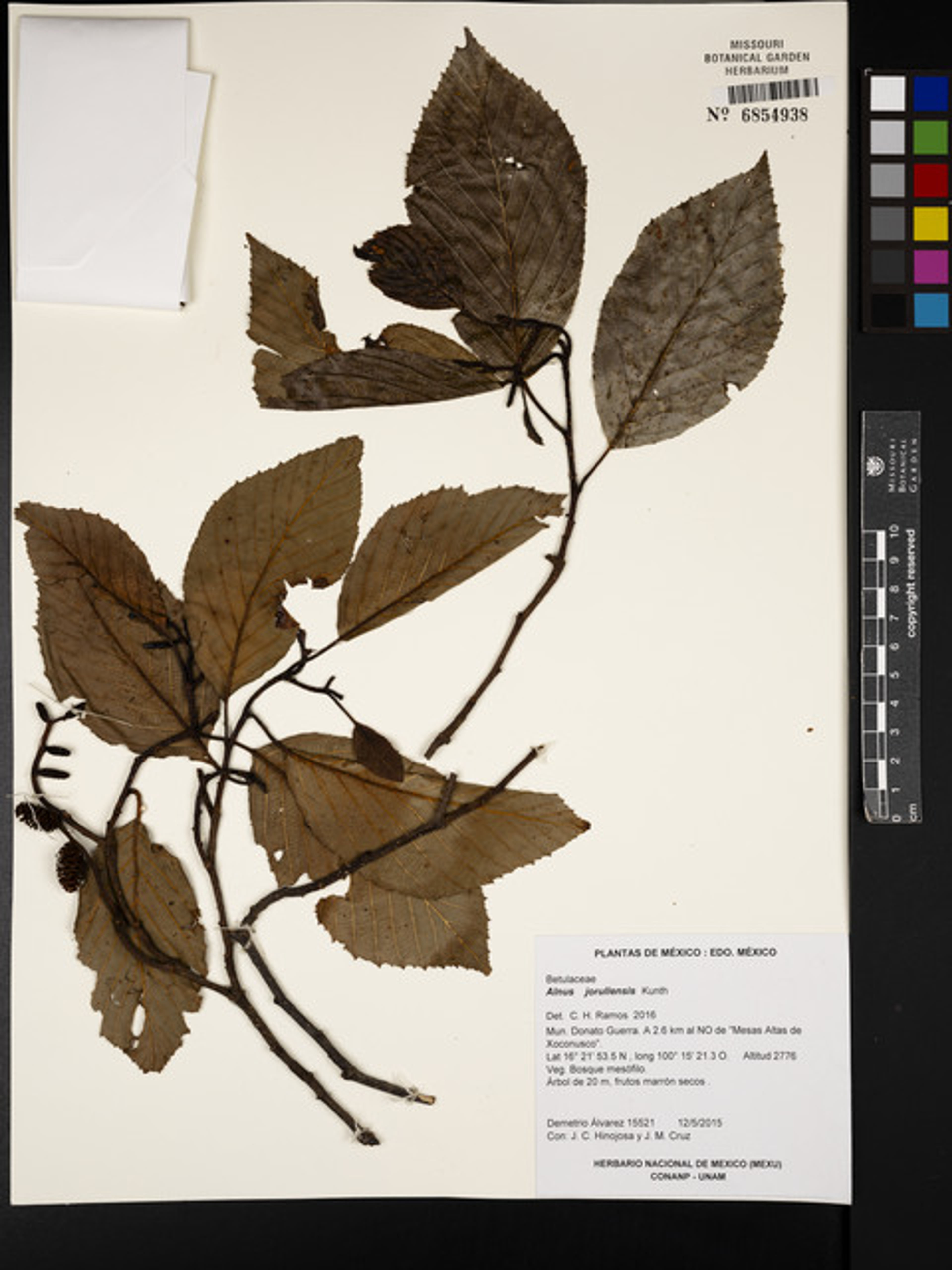 Alnus jorullensis - 159
