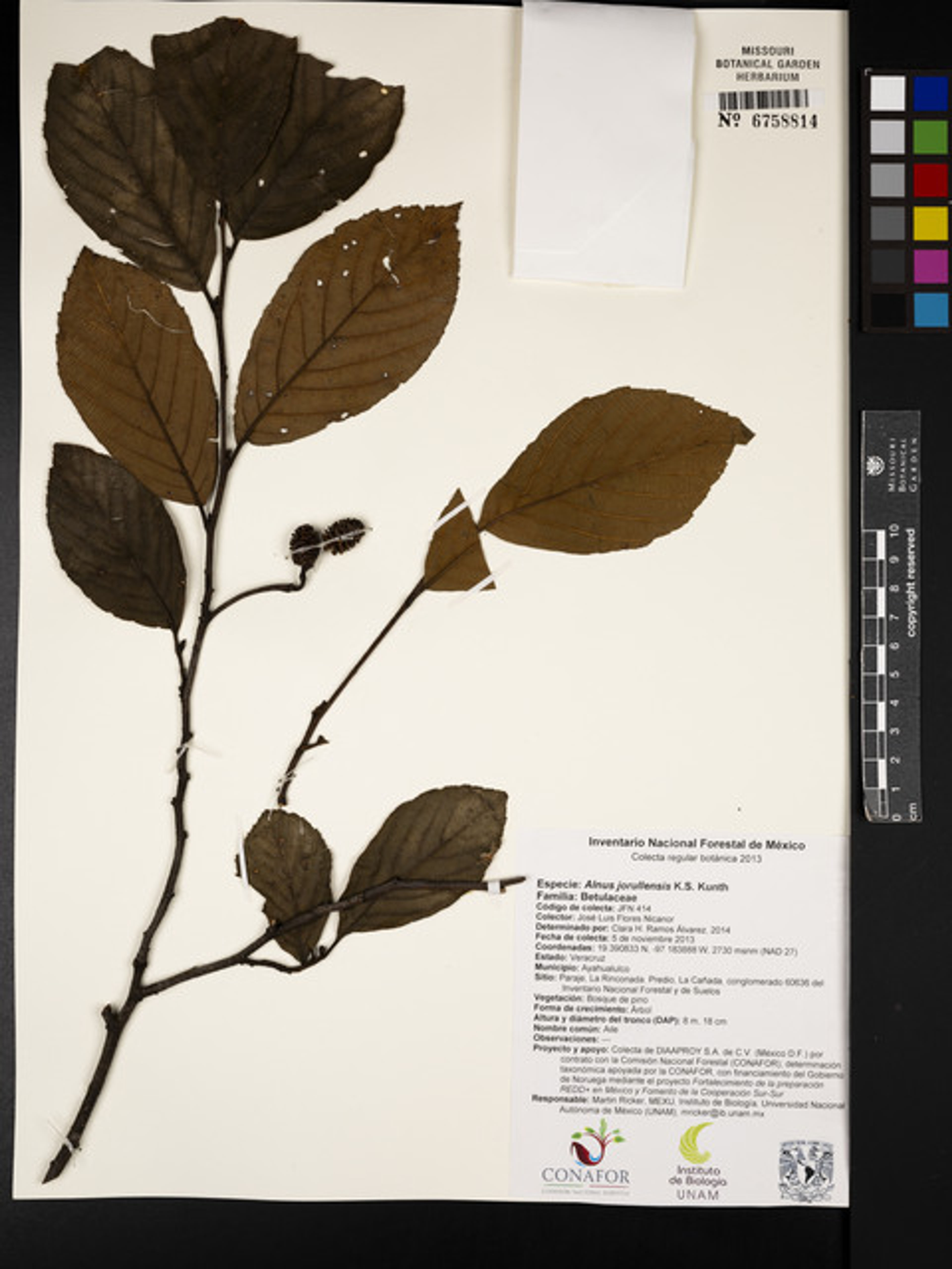 Alnus jorullensis - 101