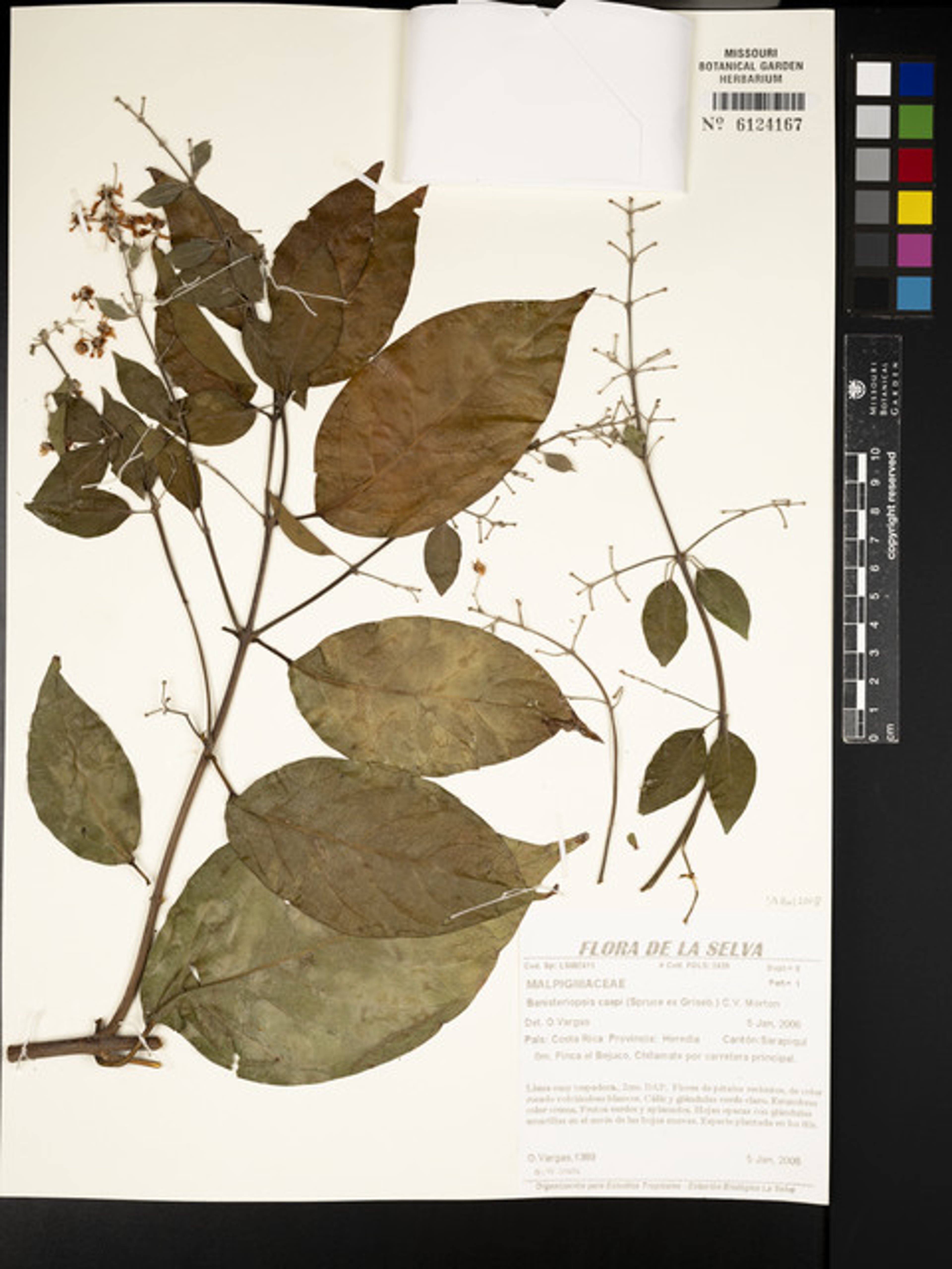 Banisteriopsis caapi - 83