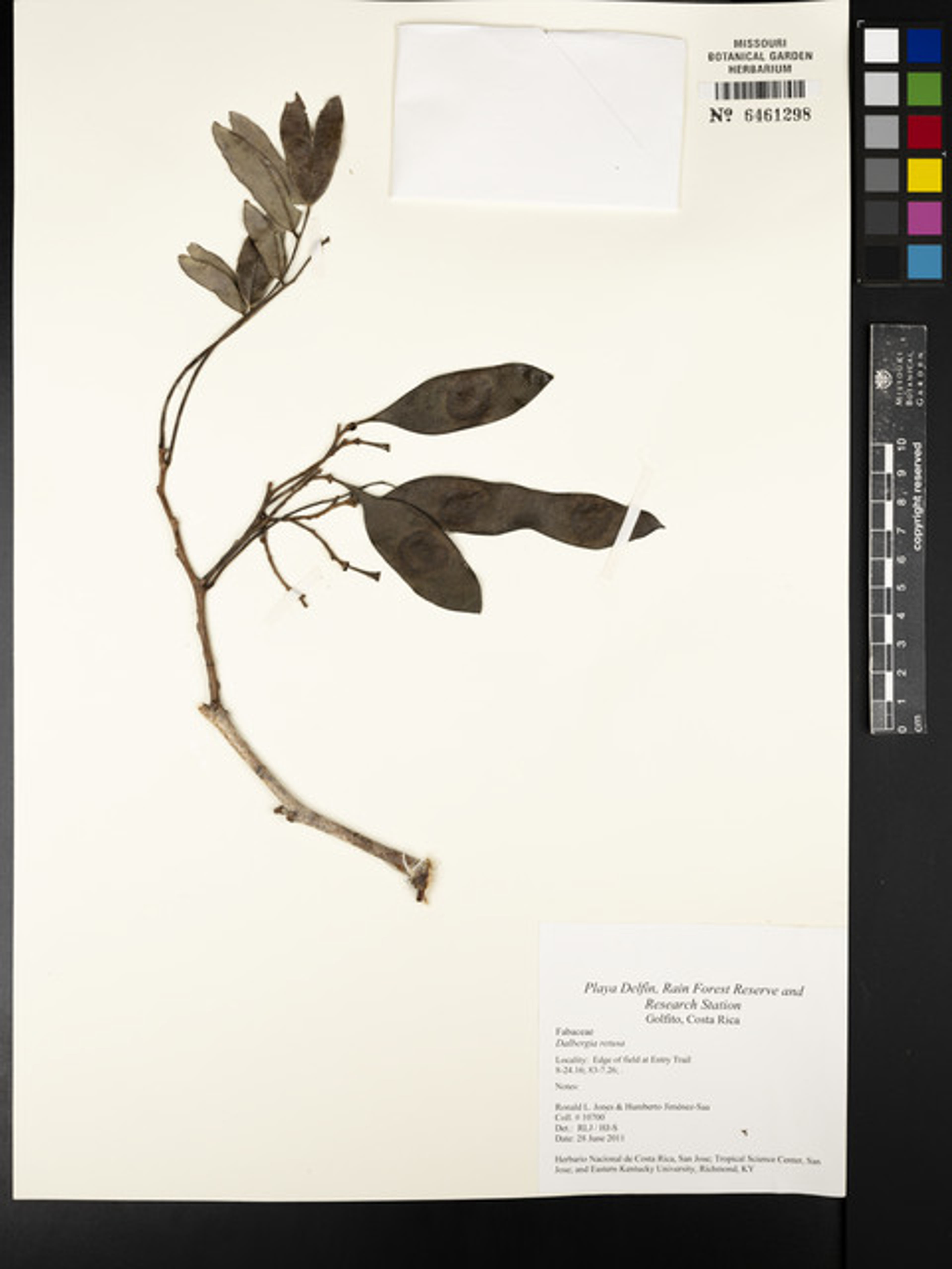 Dalbergia retusa - 31
