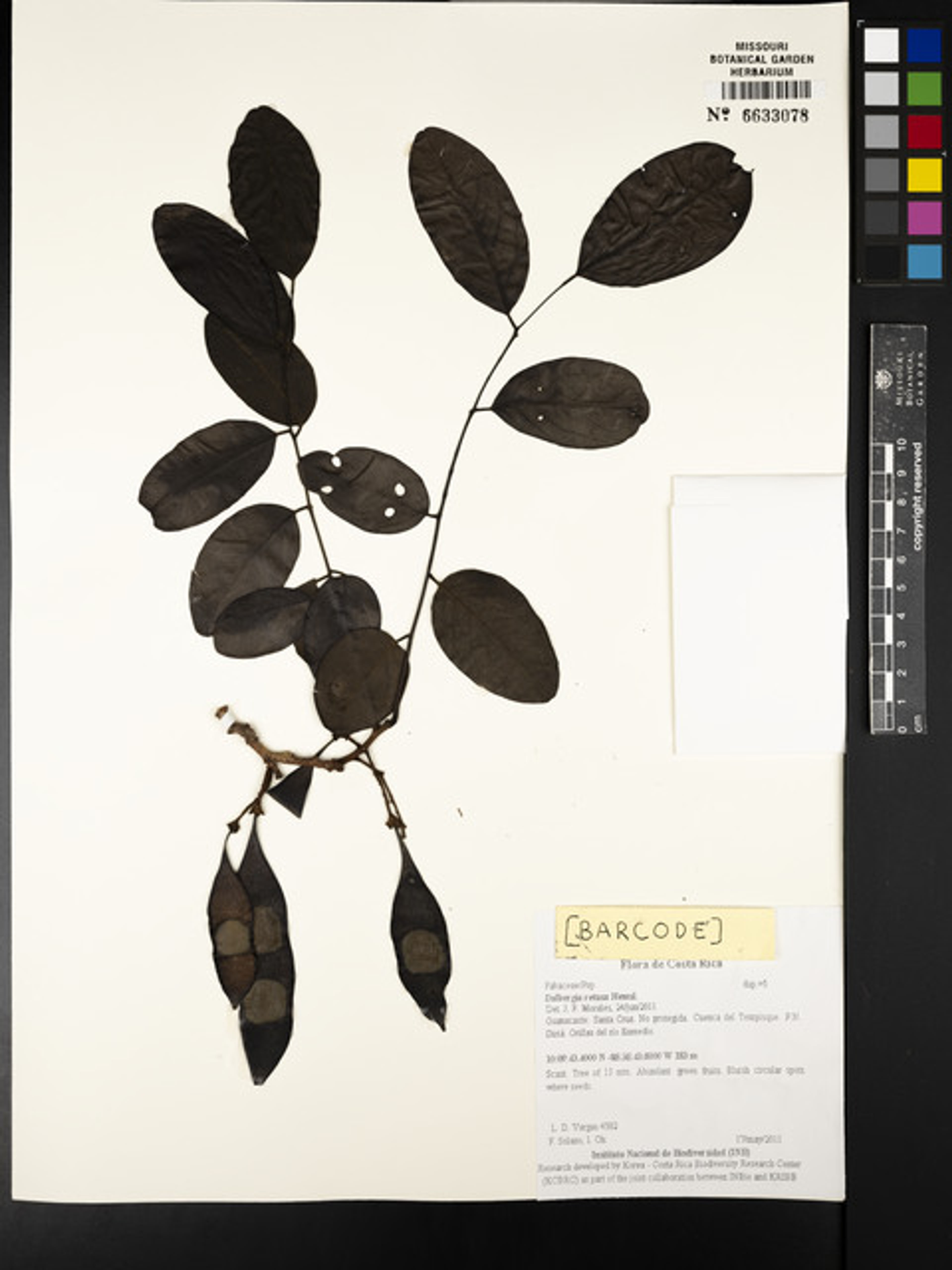Dalbergia retusa - 102