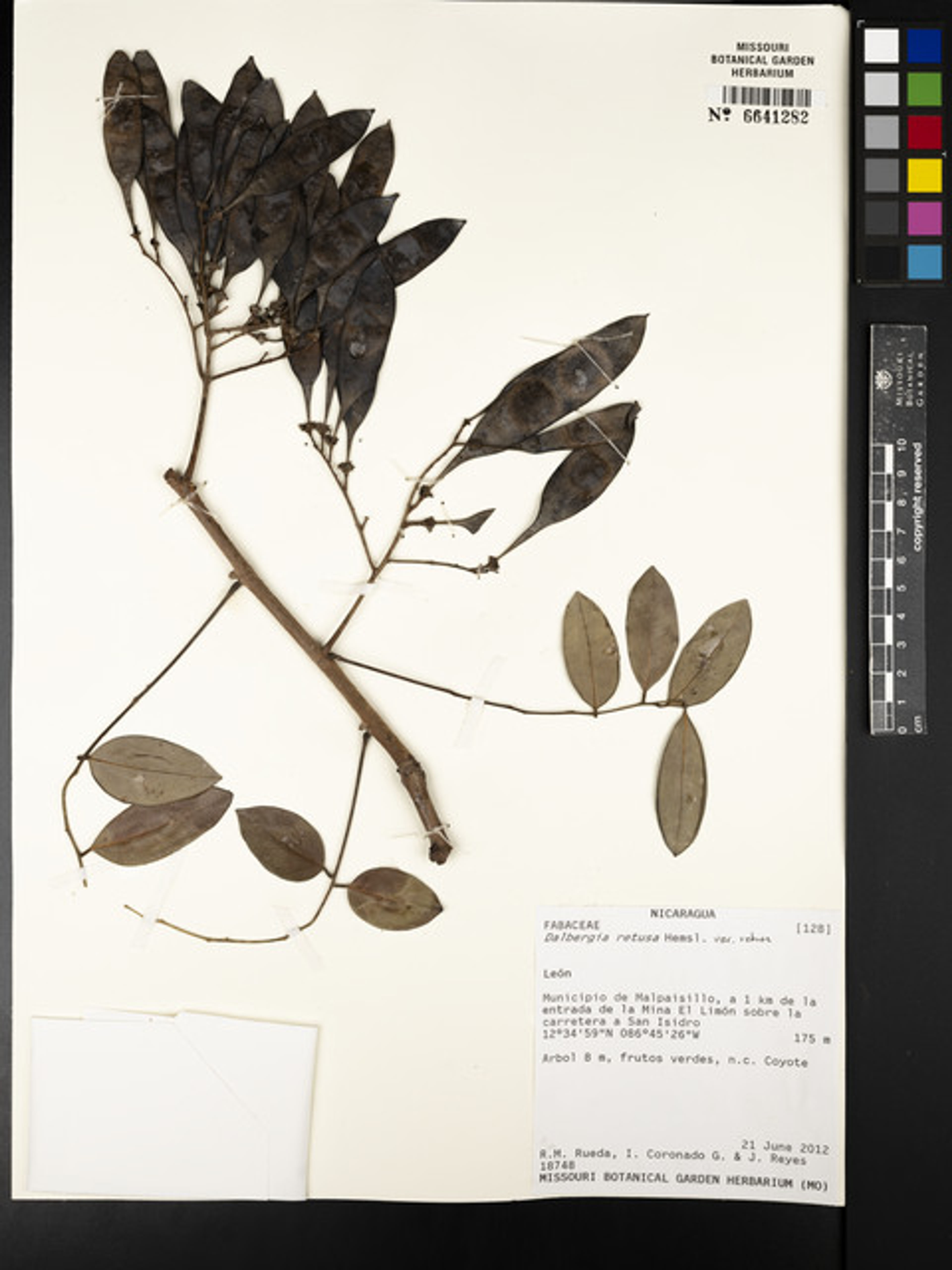 Dalbergia retusa - 147