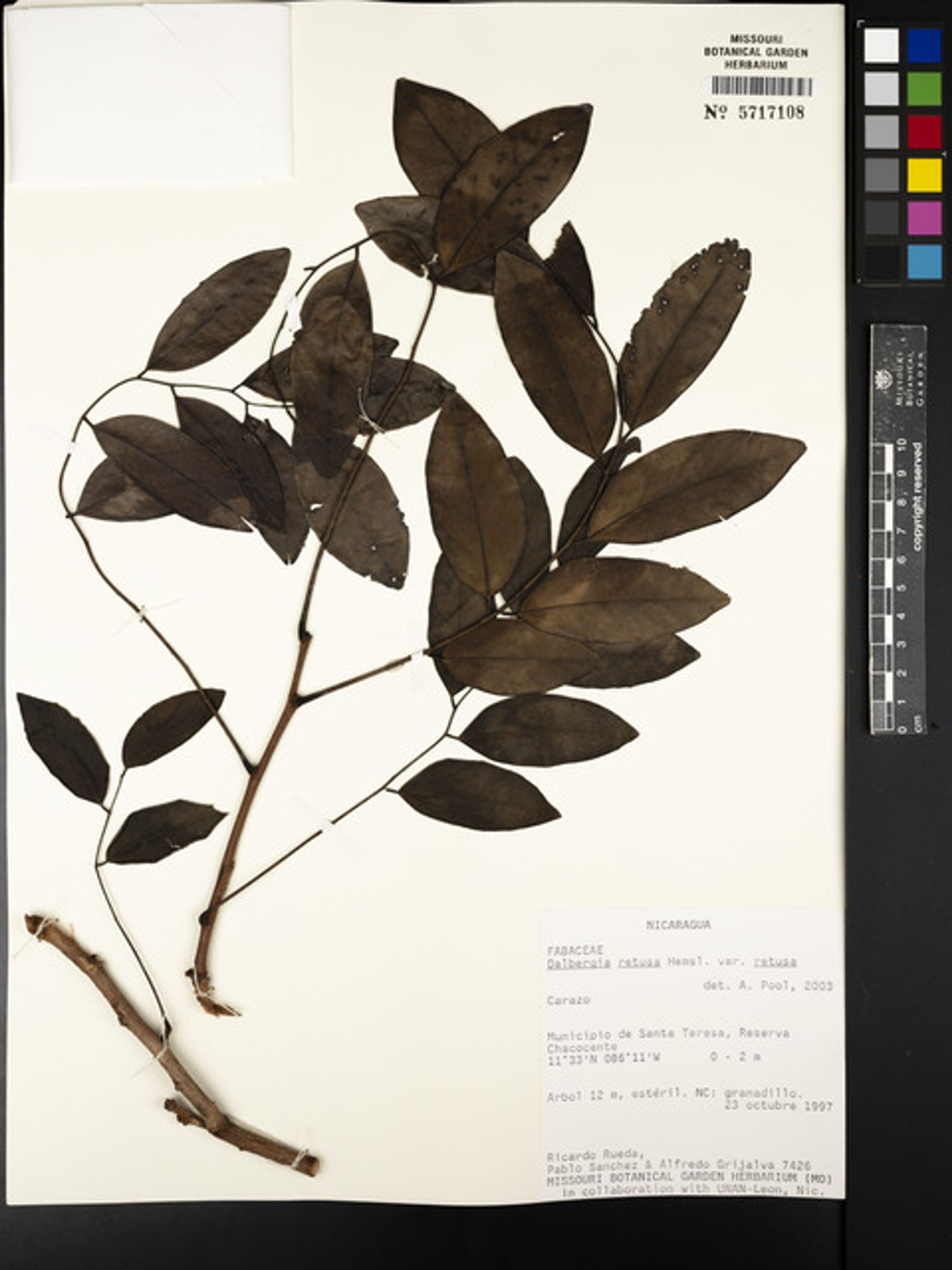 Dalbergia retusa - 164