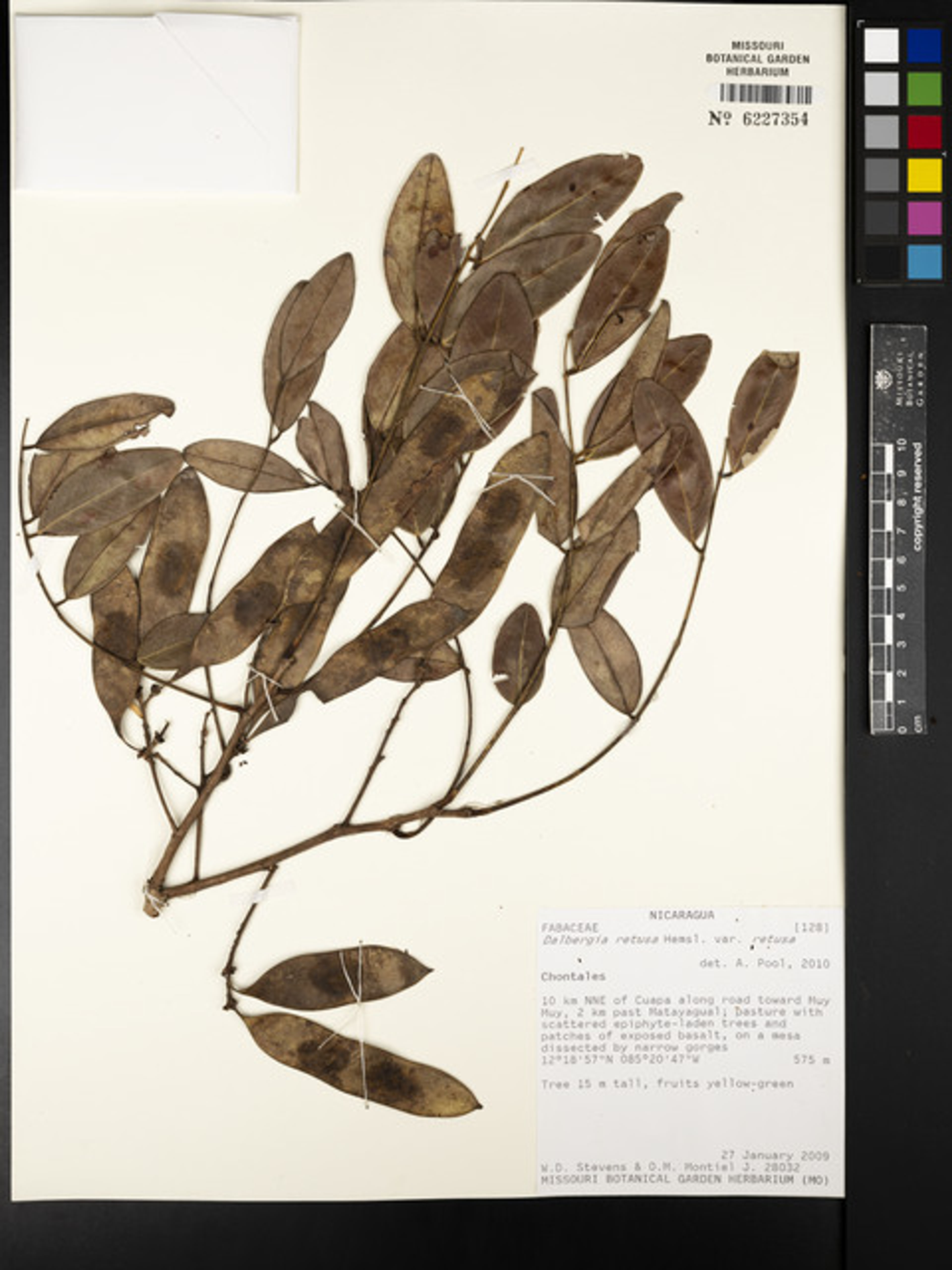 Dalbergia retusa - 51