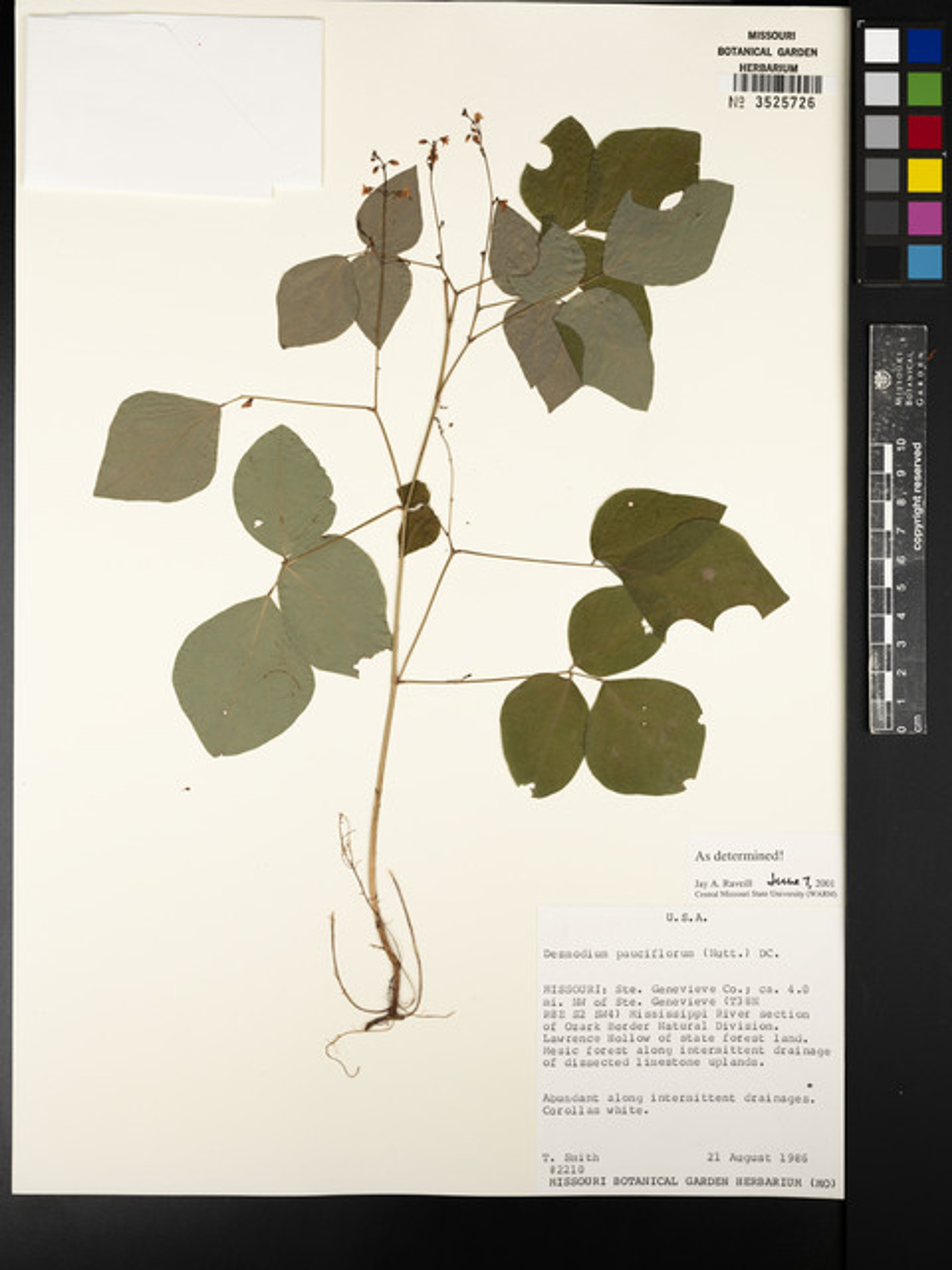 Caesalpinia spinosa - 42