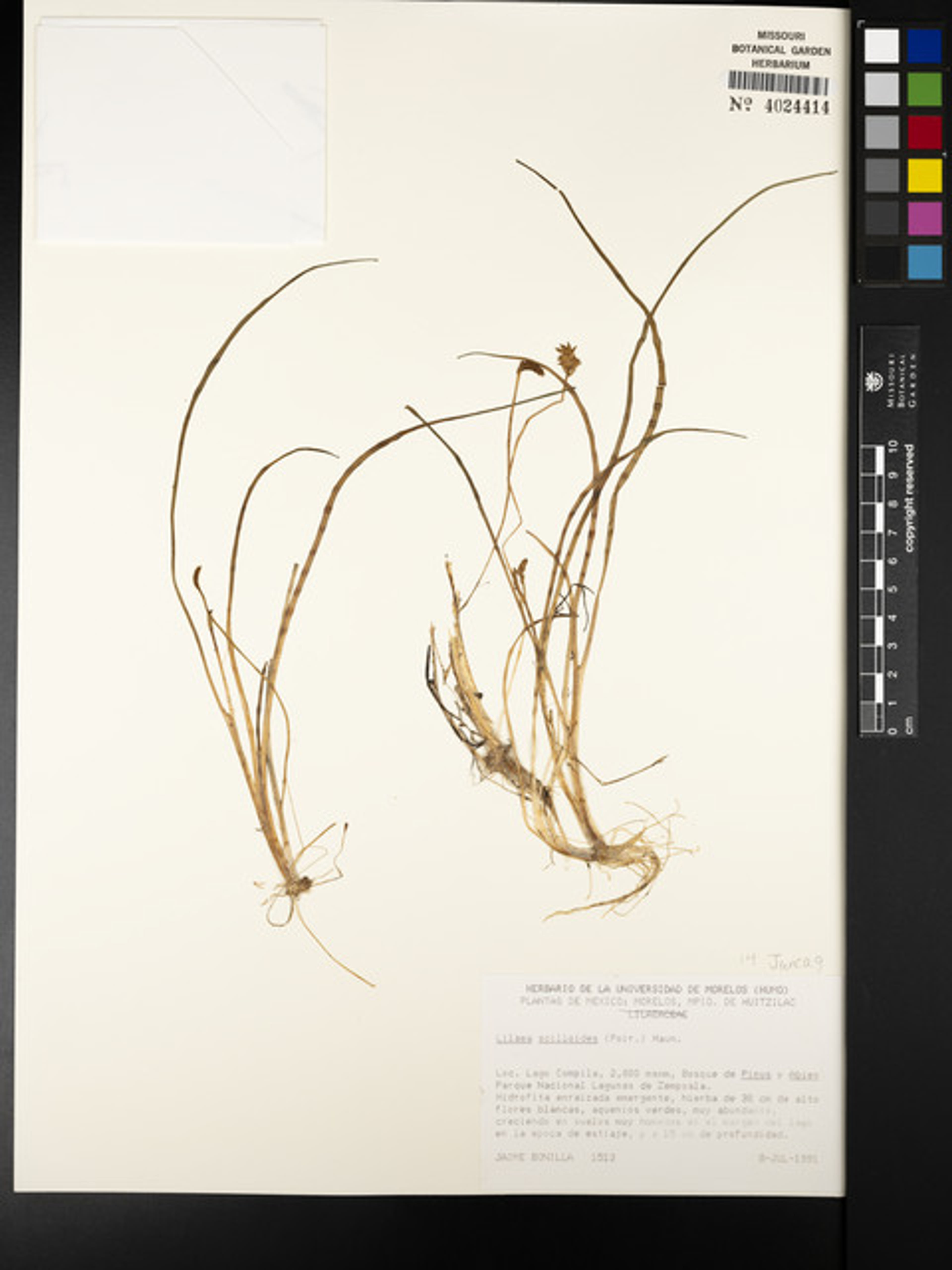 Lilaea scilloides - 61