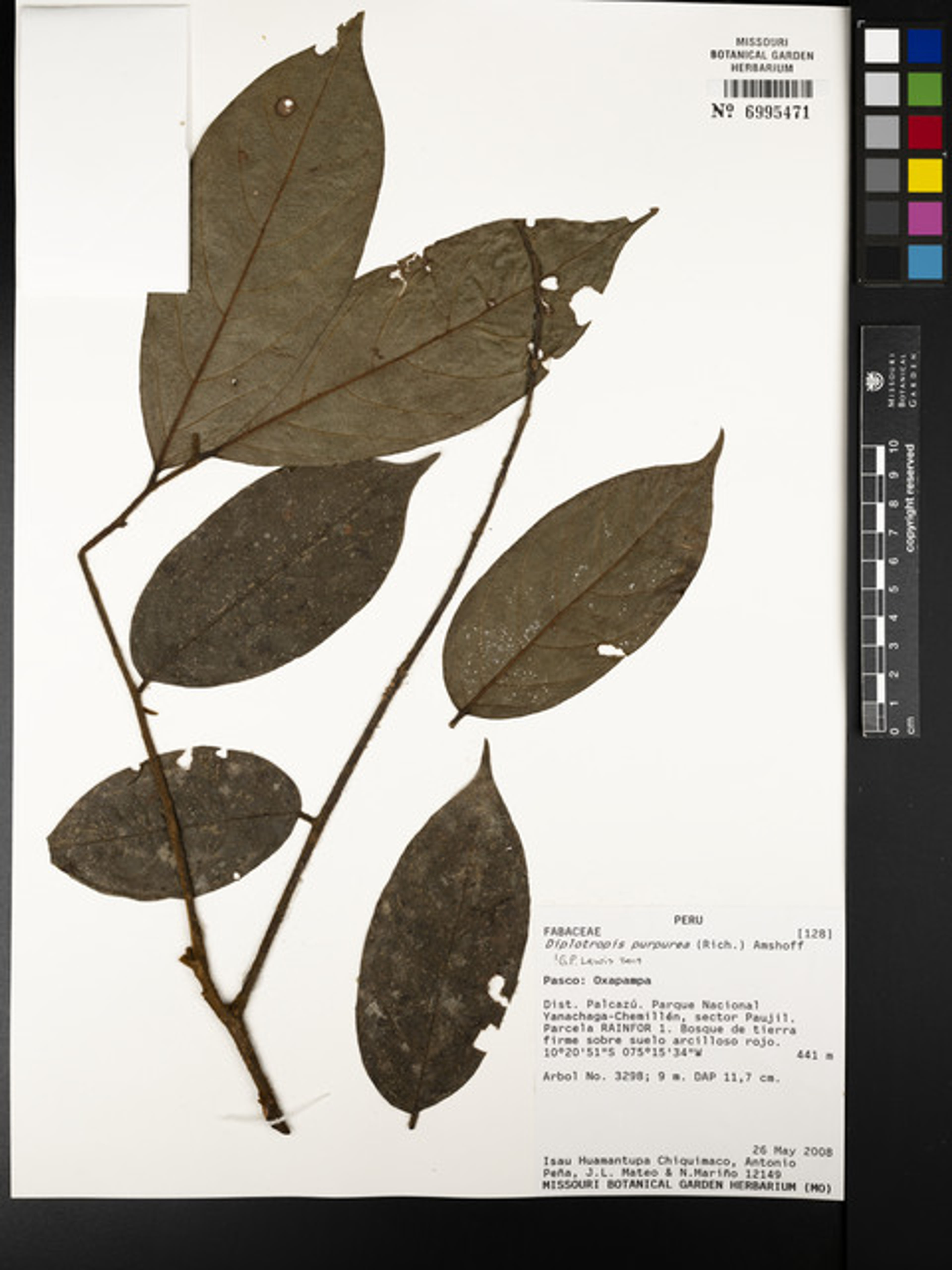 Diplotropis purpurea - 121