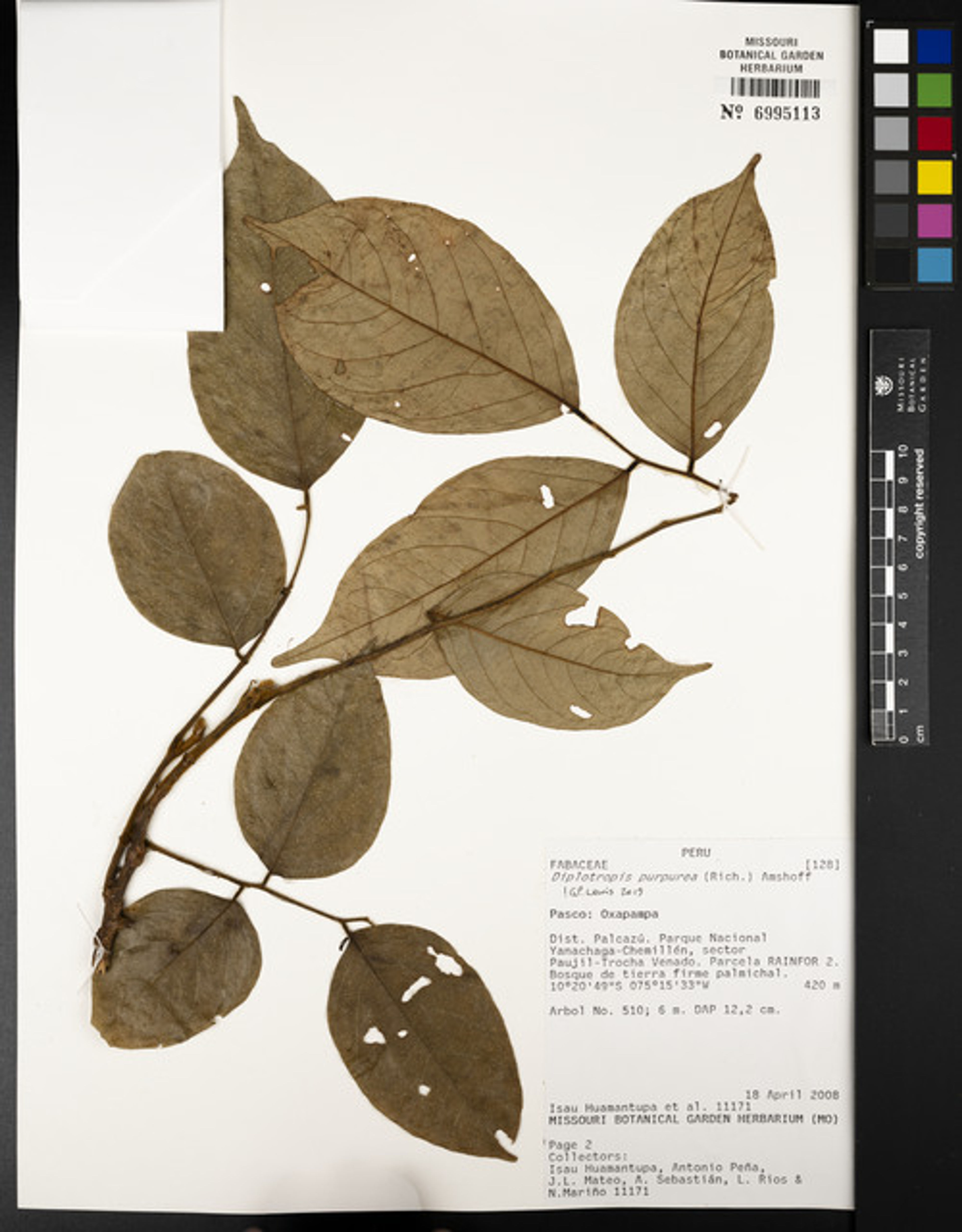 Diplotropis purpurea - 25