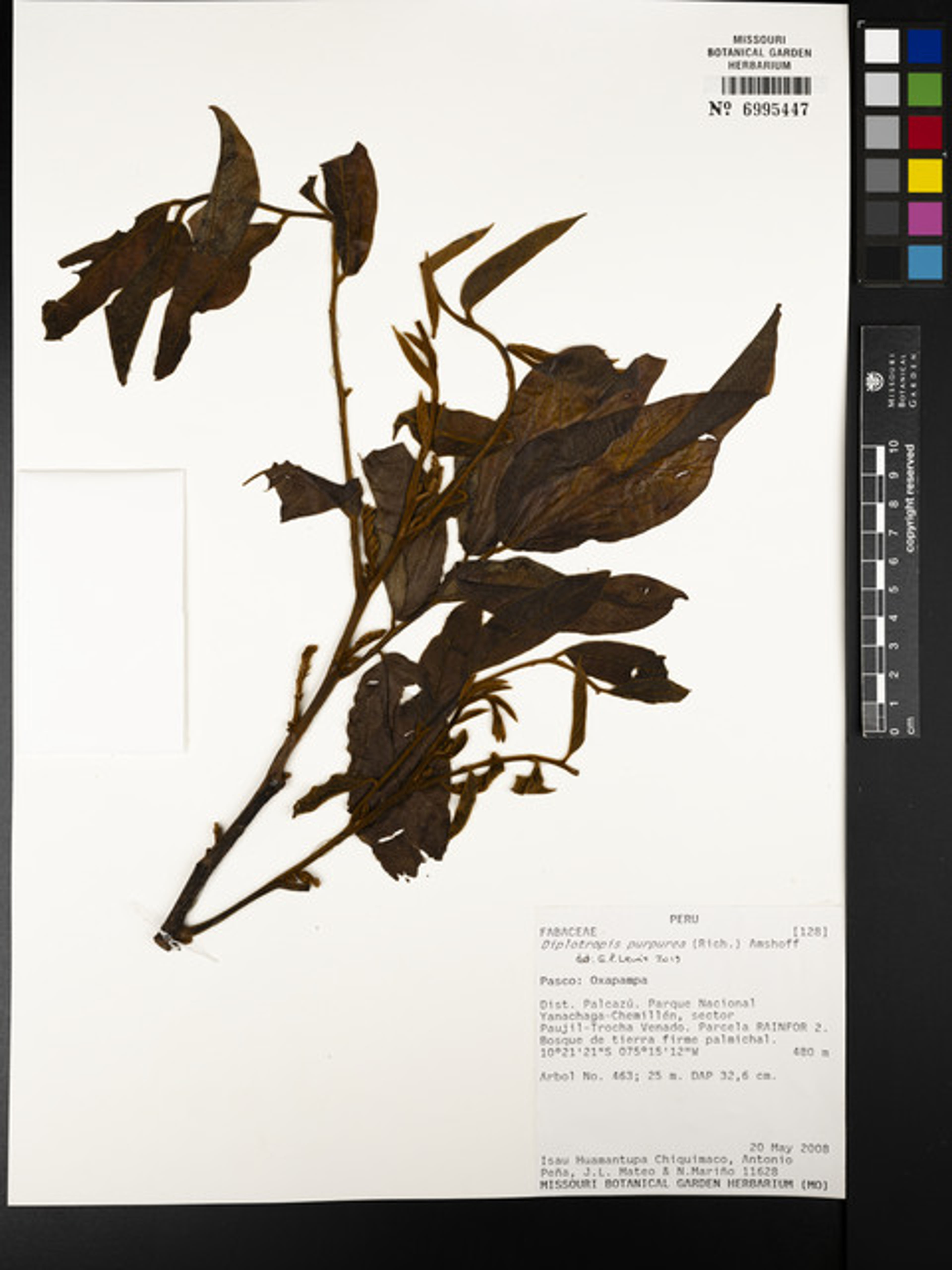 Diplotropis purpurea - 168