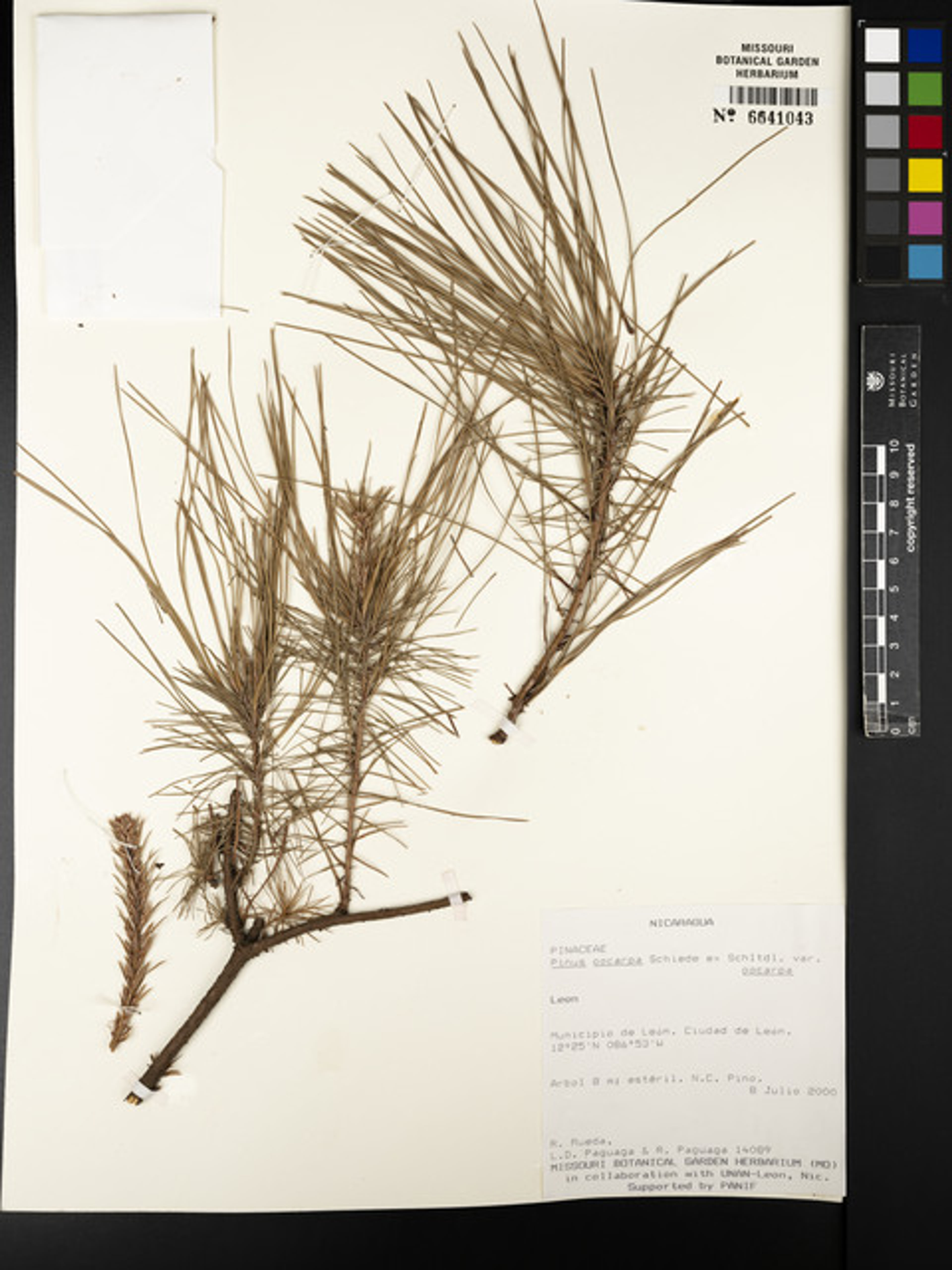 Pinus oocarpa - 12