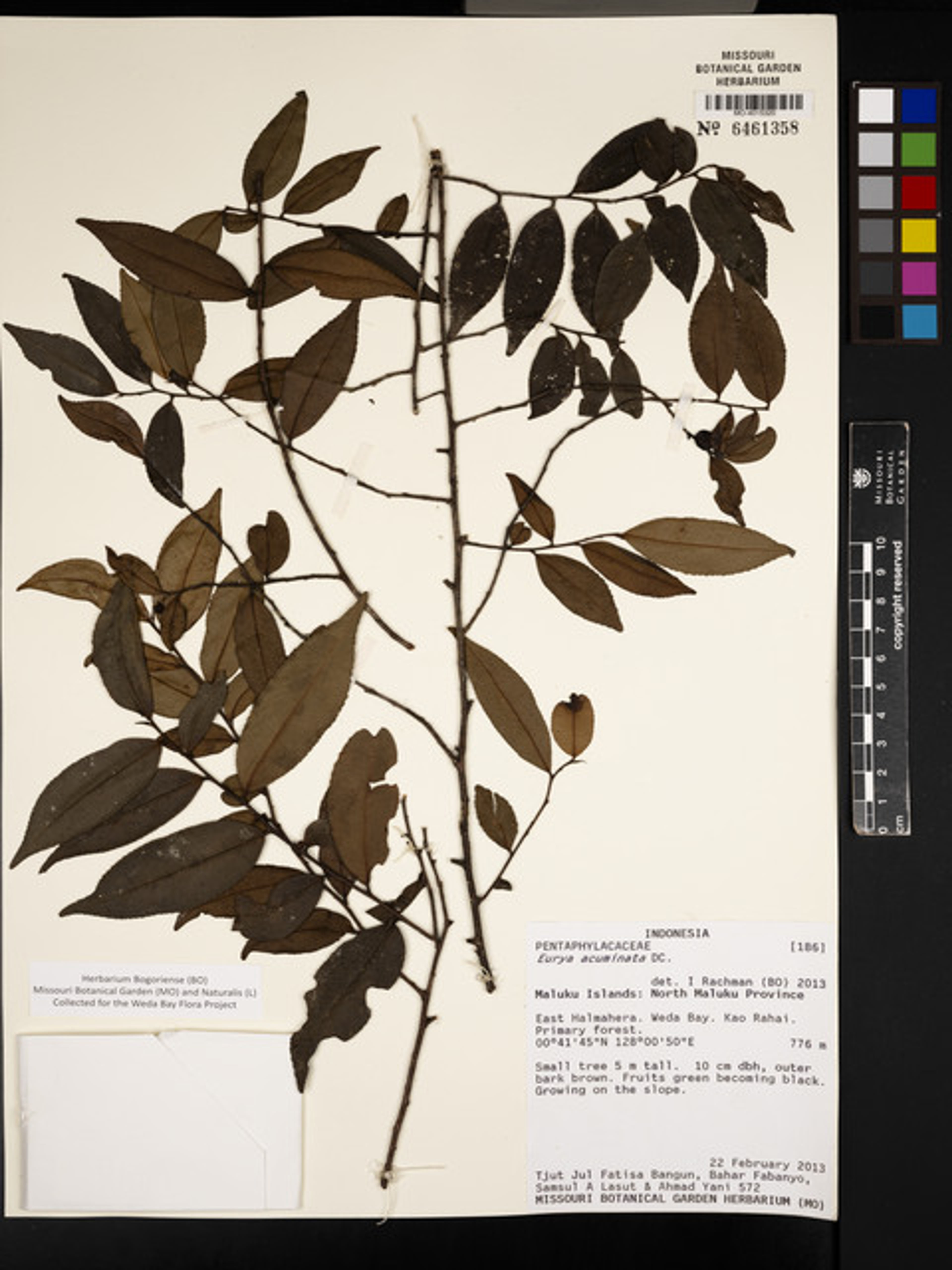 Eurya acuminata - 47