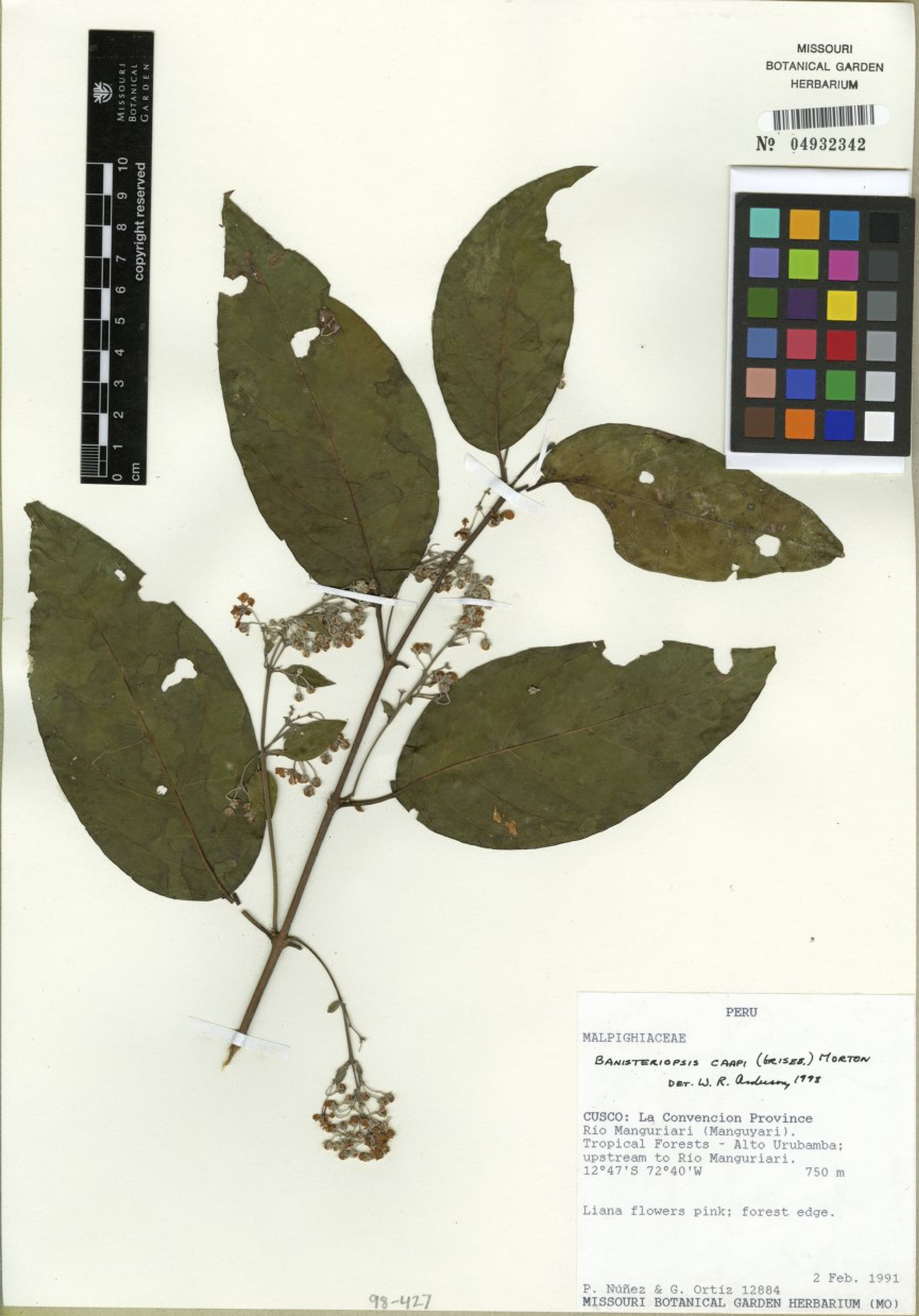 Banisteriopsis caapi - 70