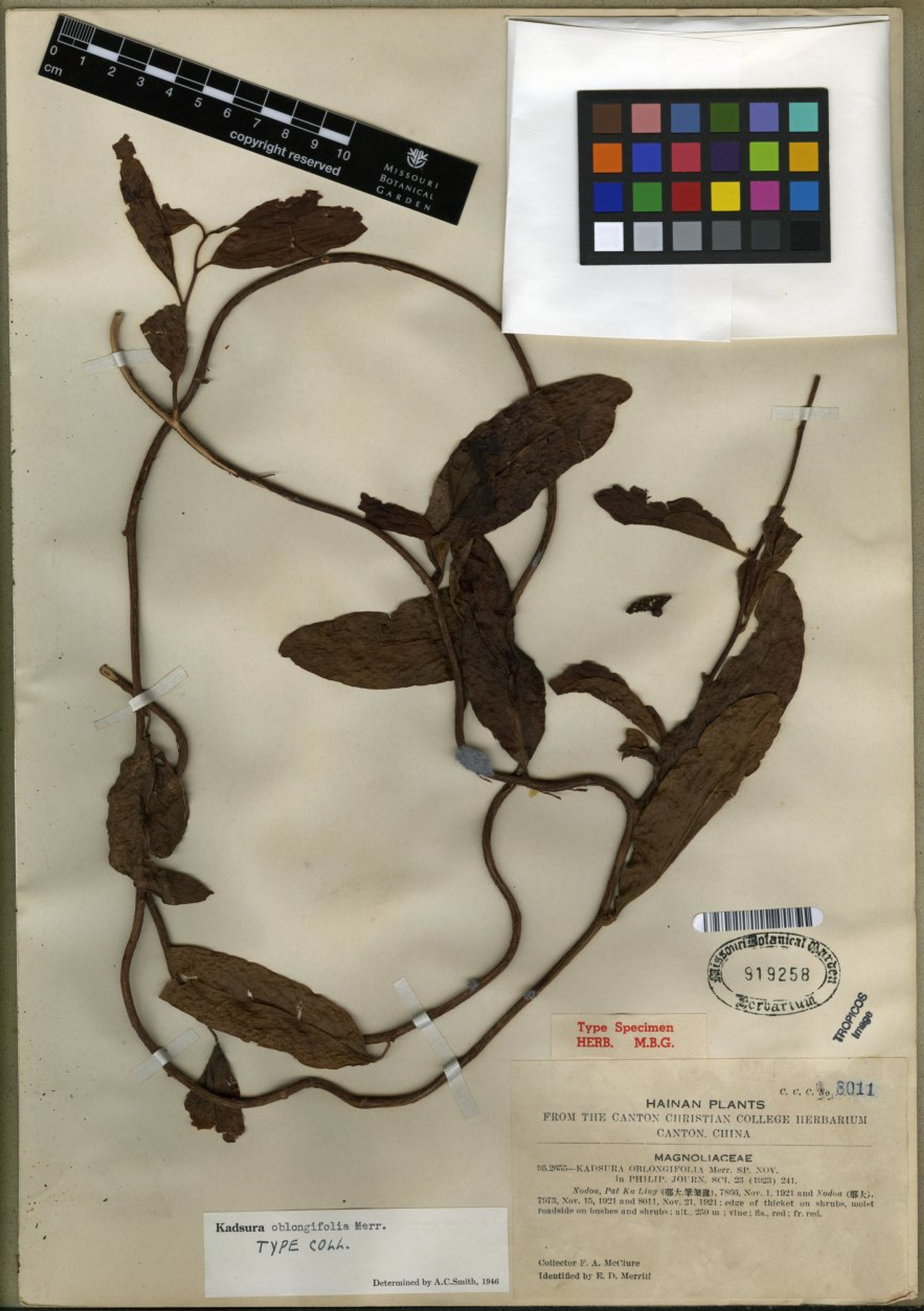 Kadsura oblongifolia - 11