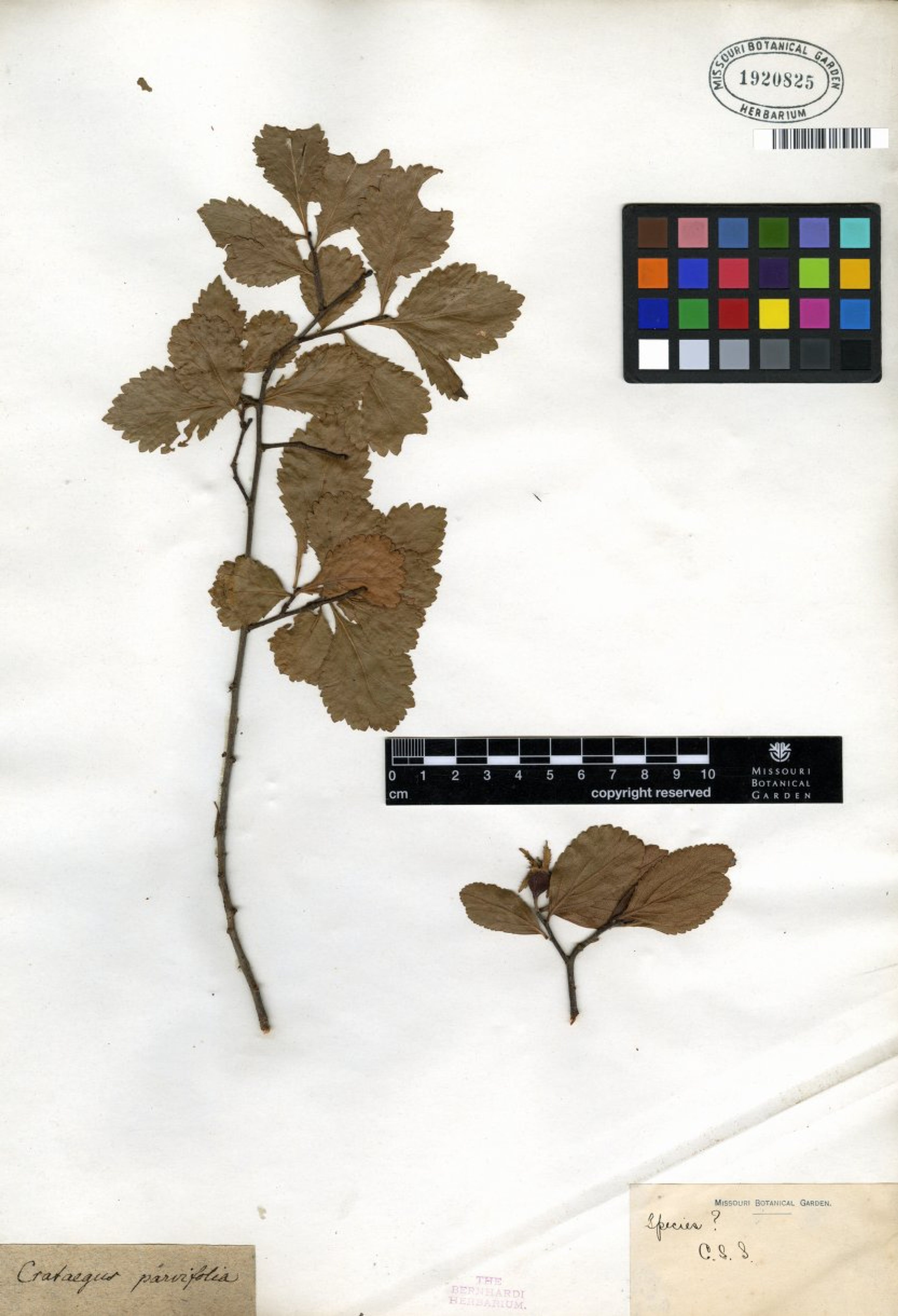 Crataegus parvifolia - 2