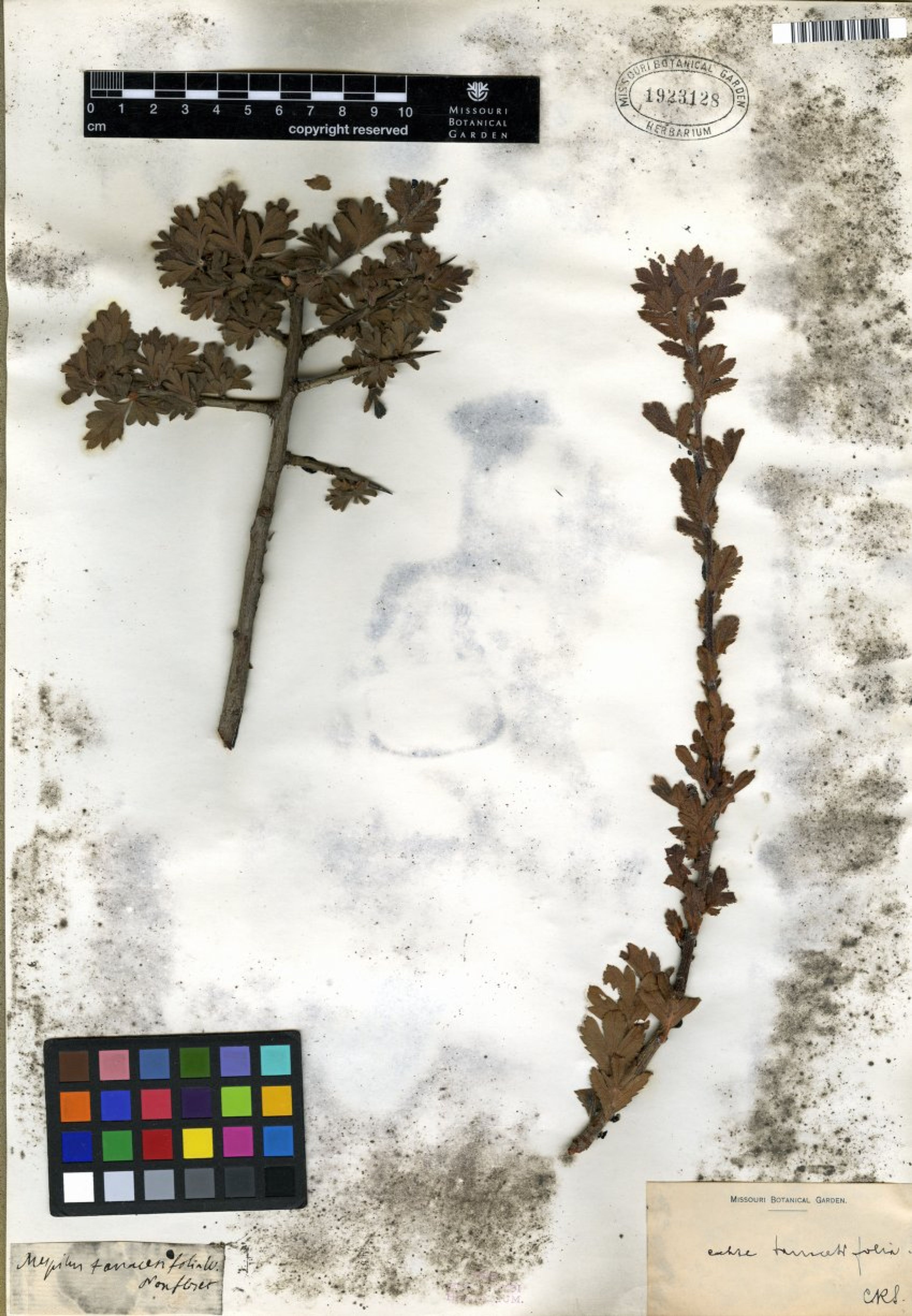 Crataegus tanacetifolia - 9