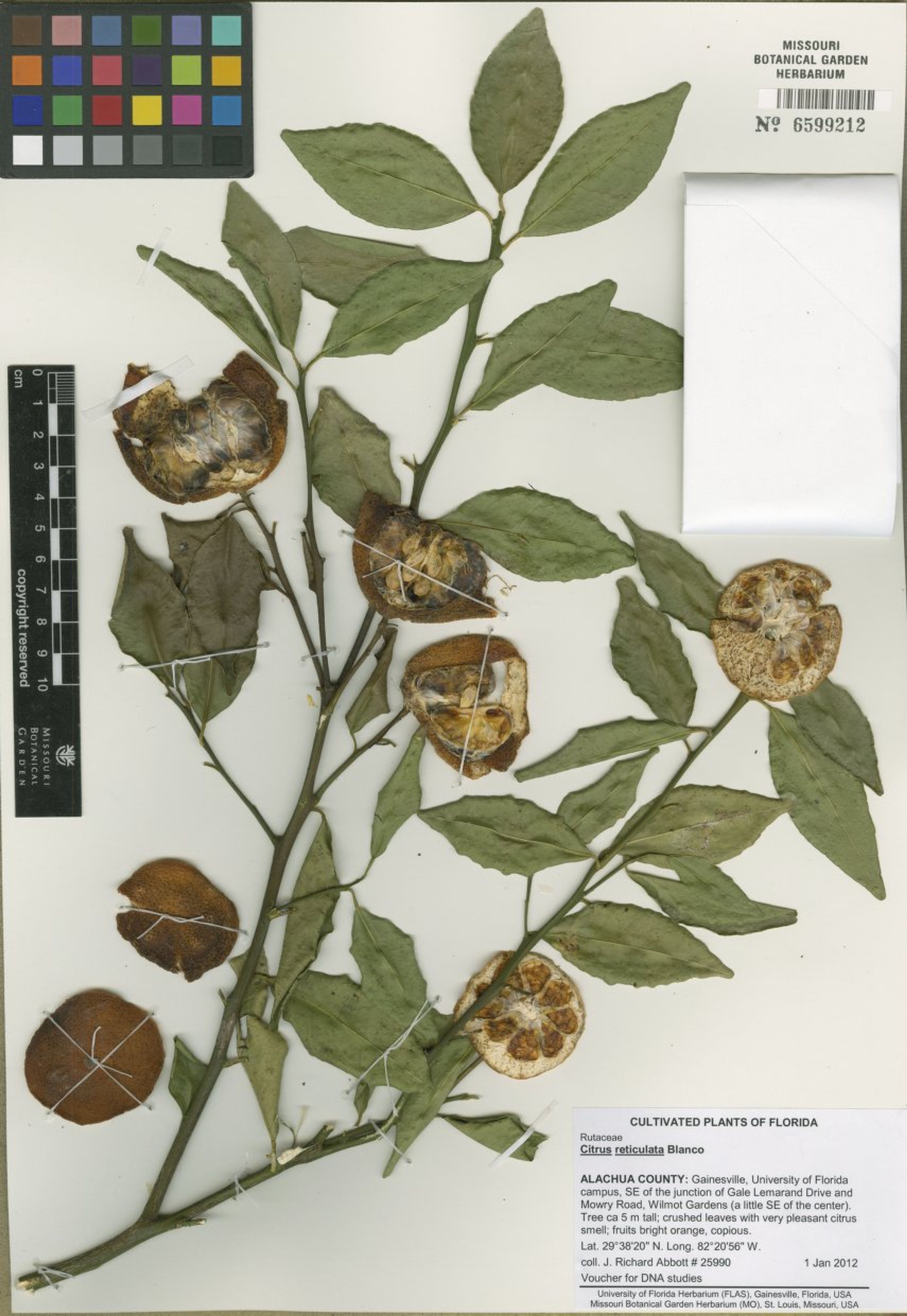 Citrus reticulata - 72