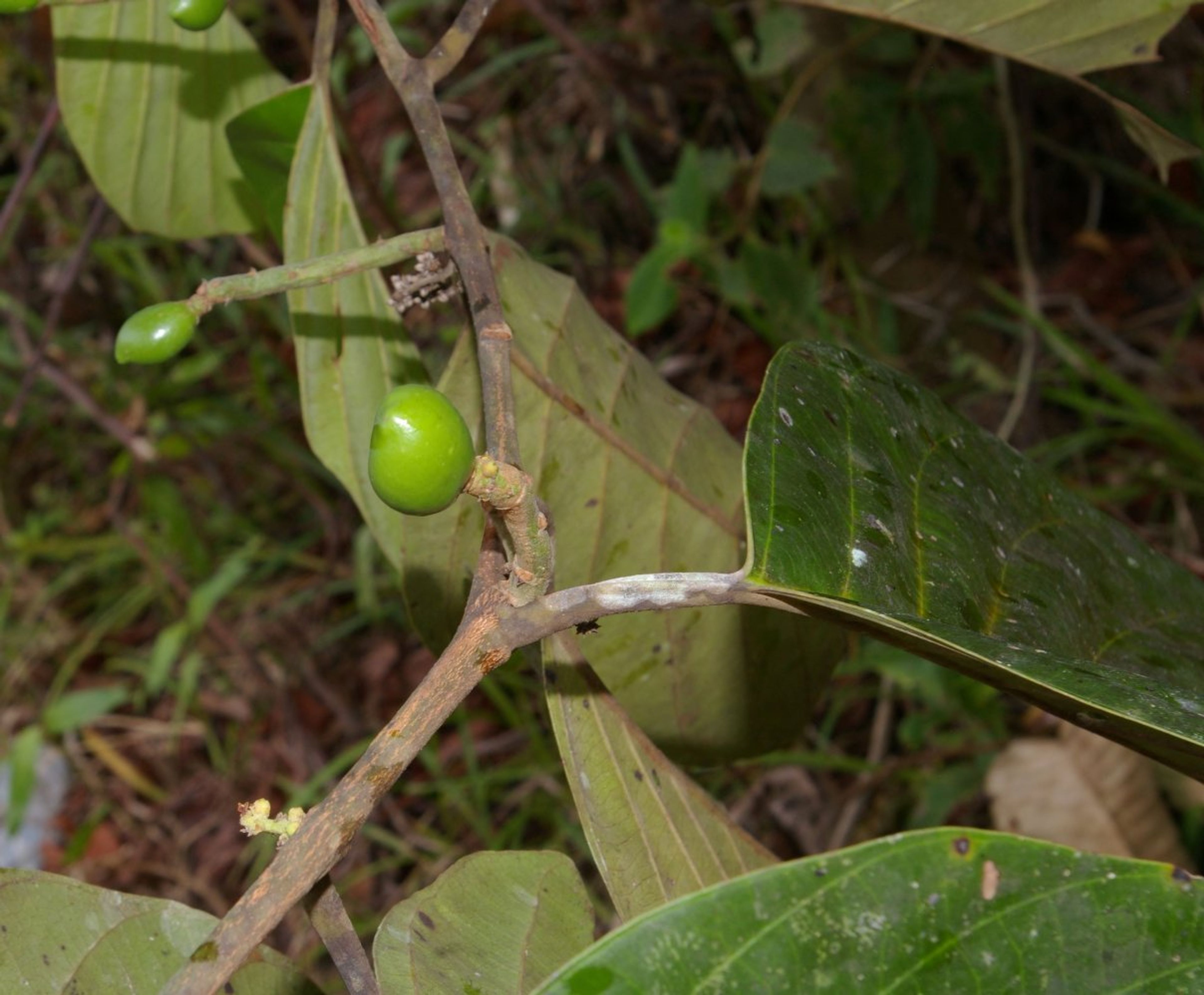 Poraqueiba sericea - 16