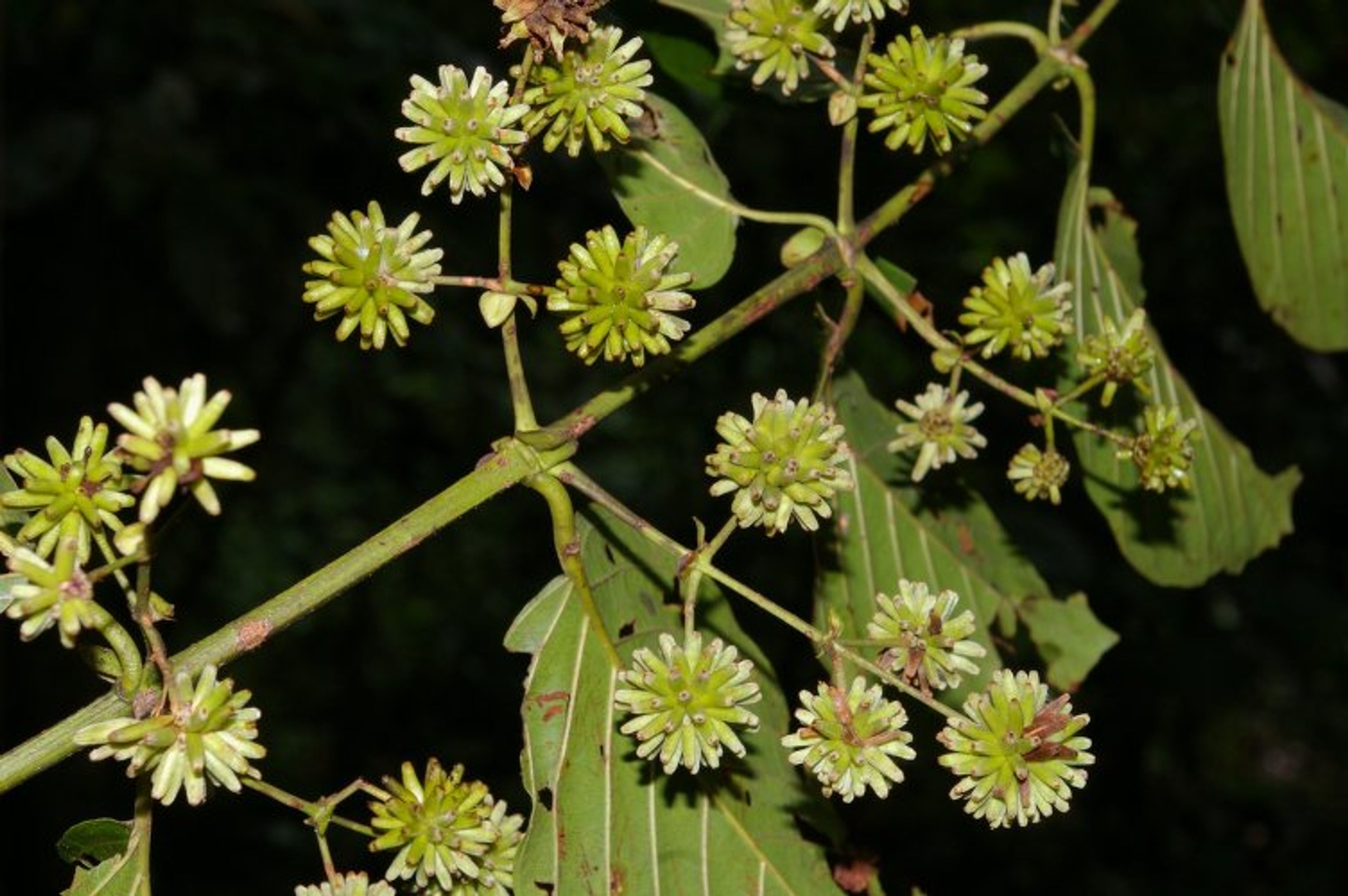 Uncaria tomentosa - 91