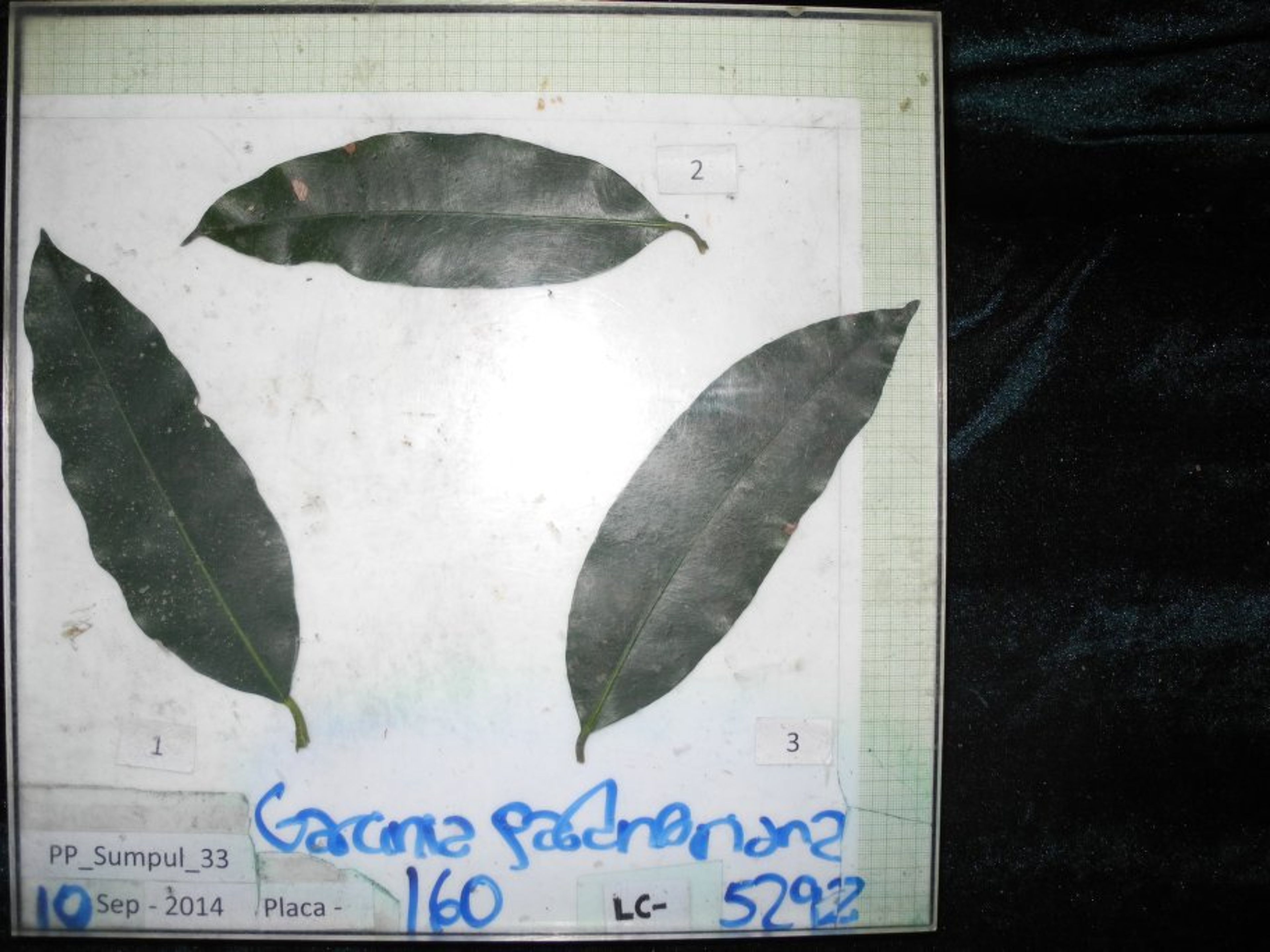 Garcinia gardneriana - 124