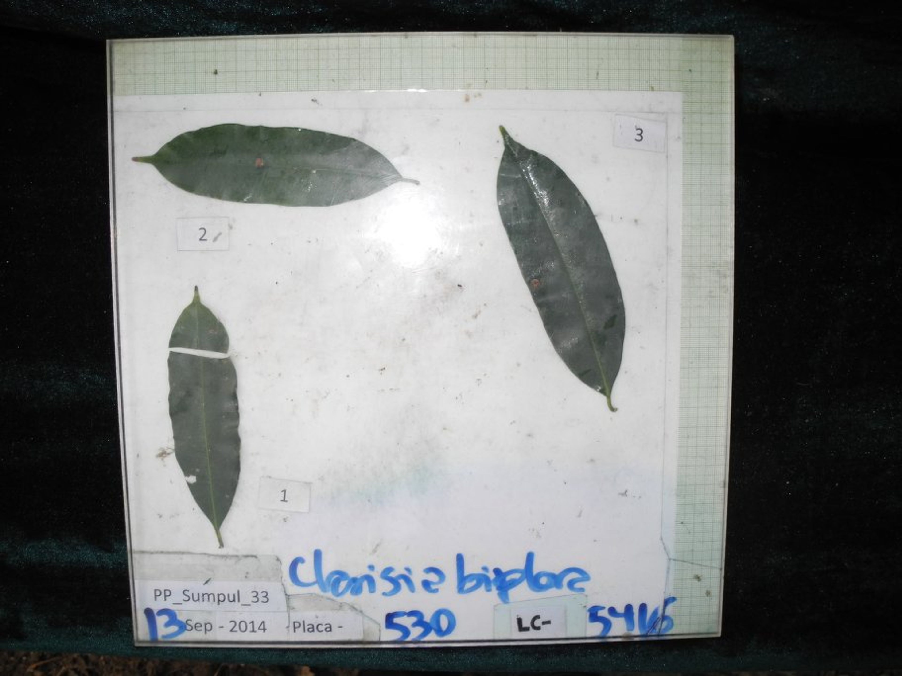 Clarisia racemosa - 24