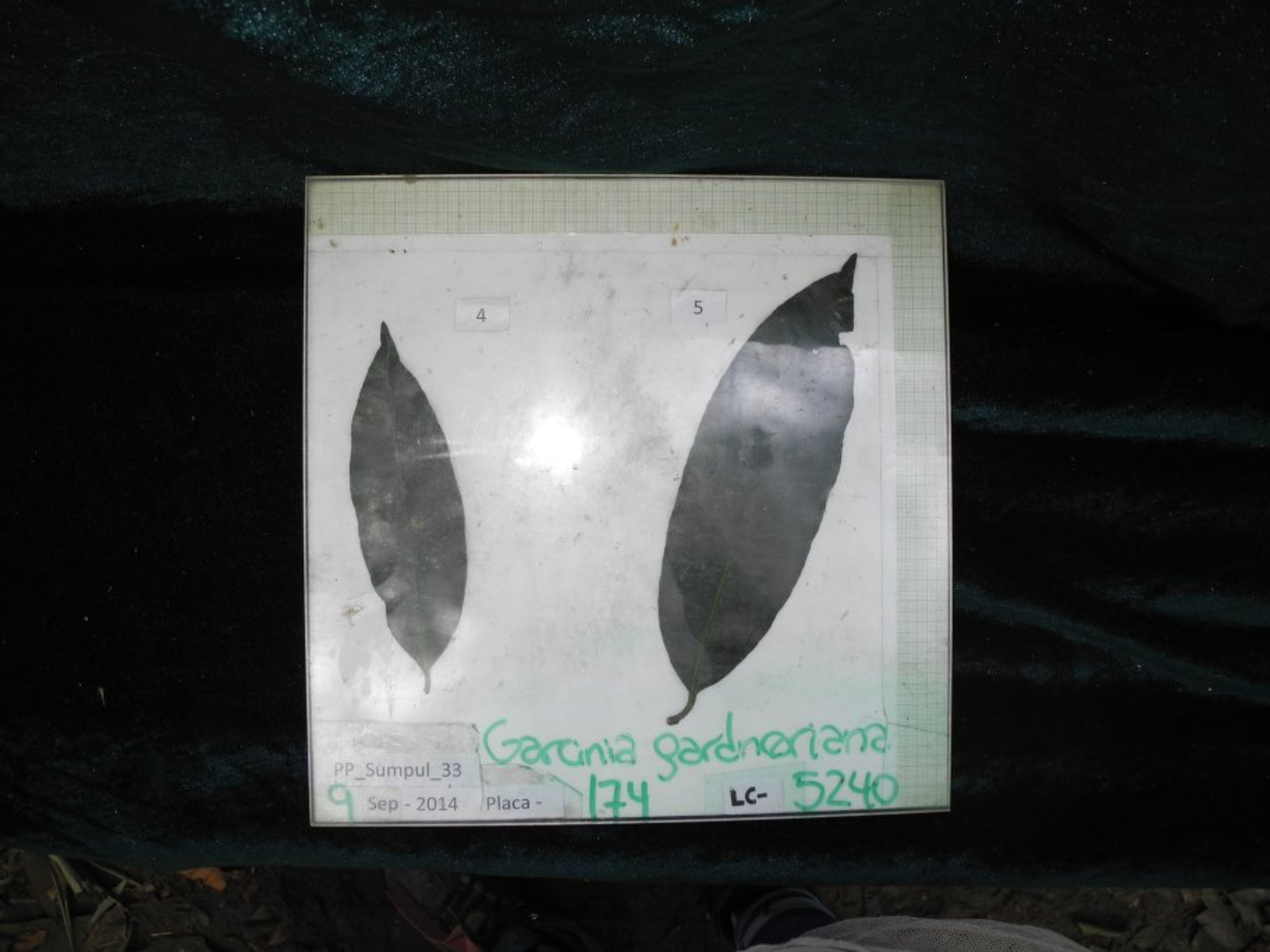 Garcinia gardneriana - 10