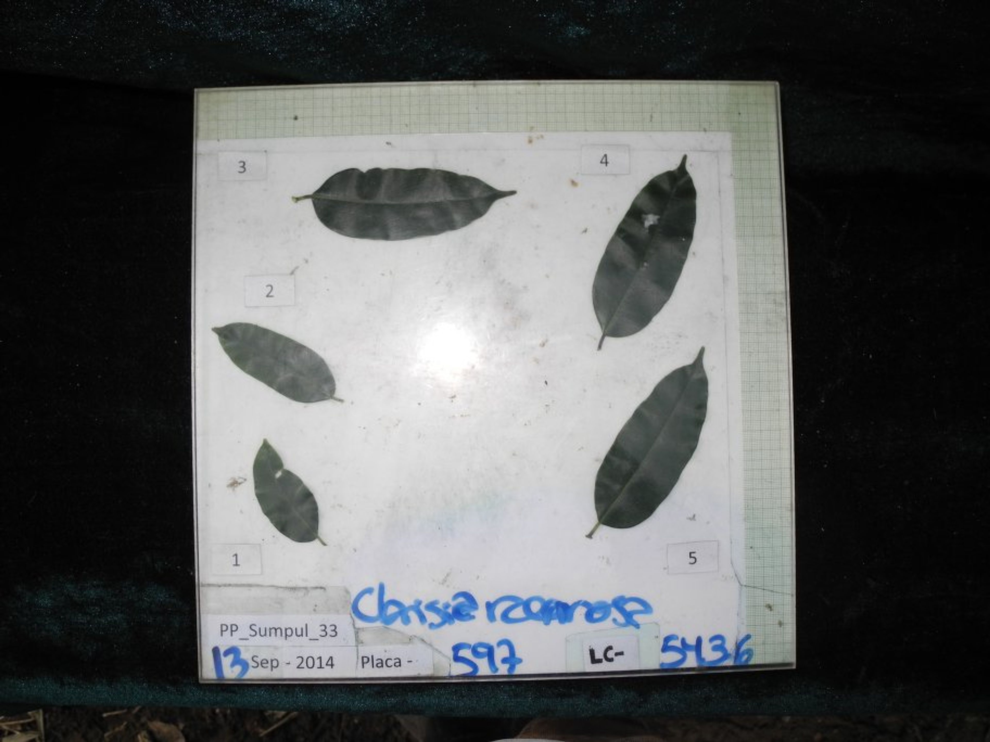 Clarisia racemosa - 17