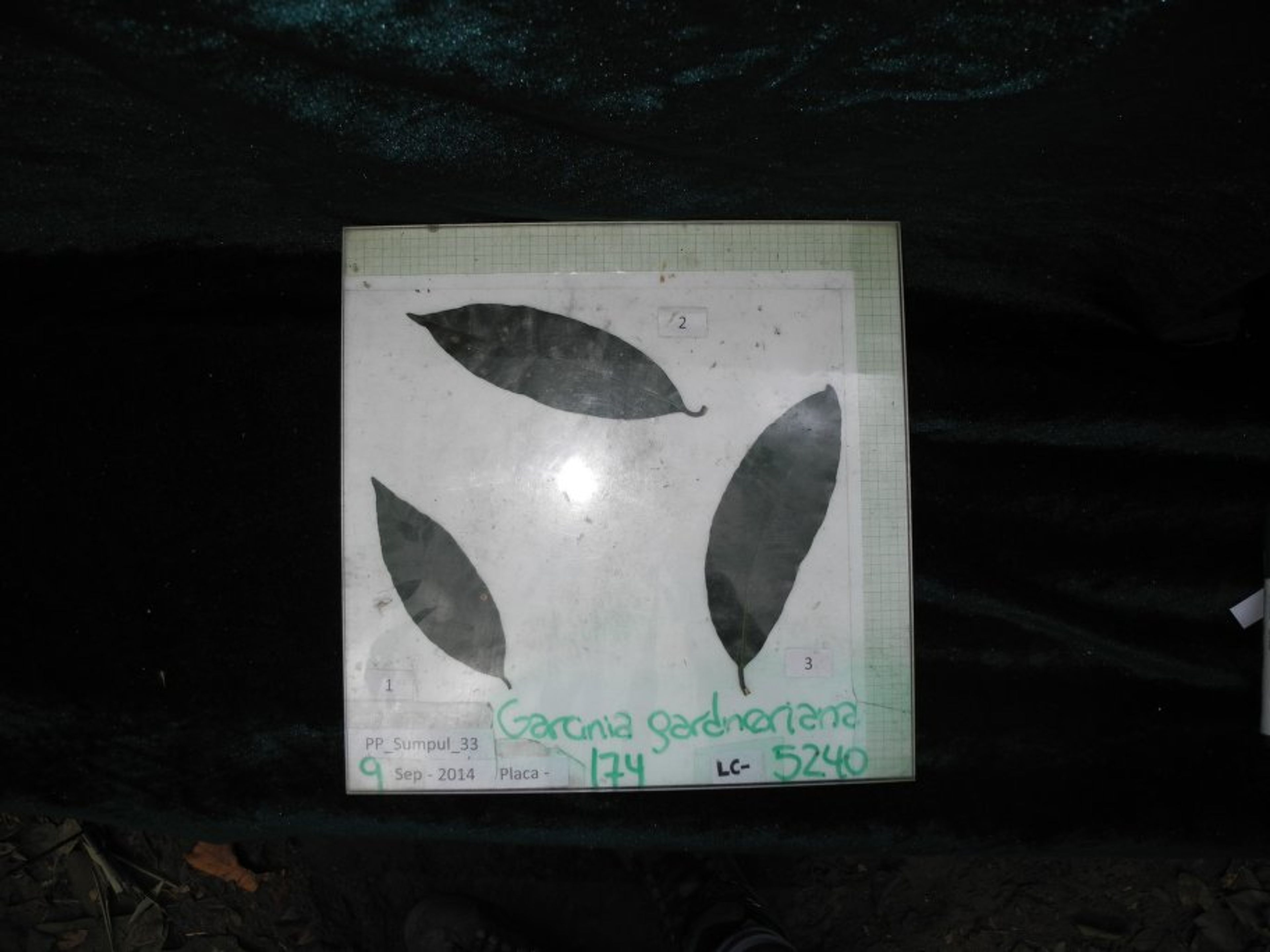 Garcinia gardneriana - 45