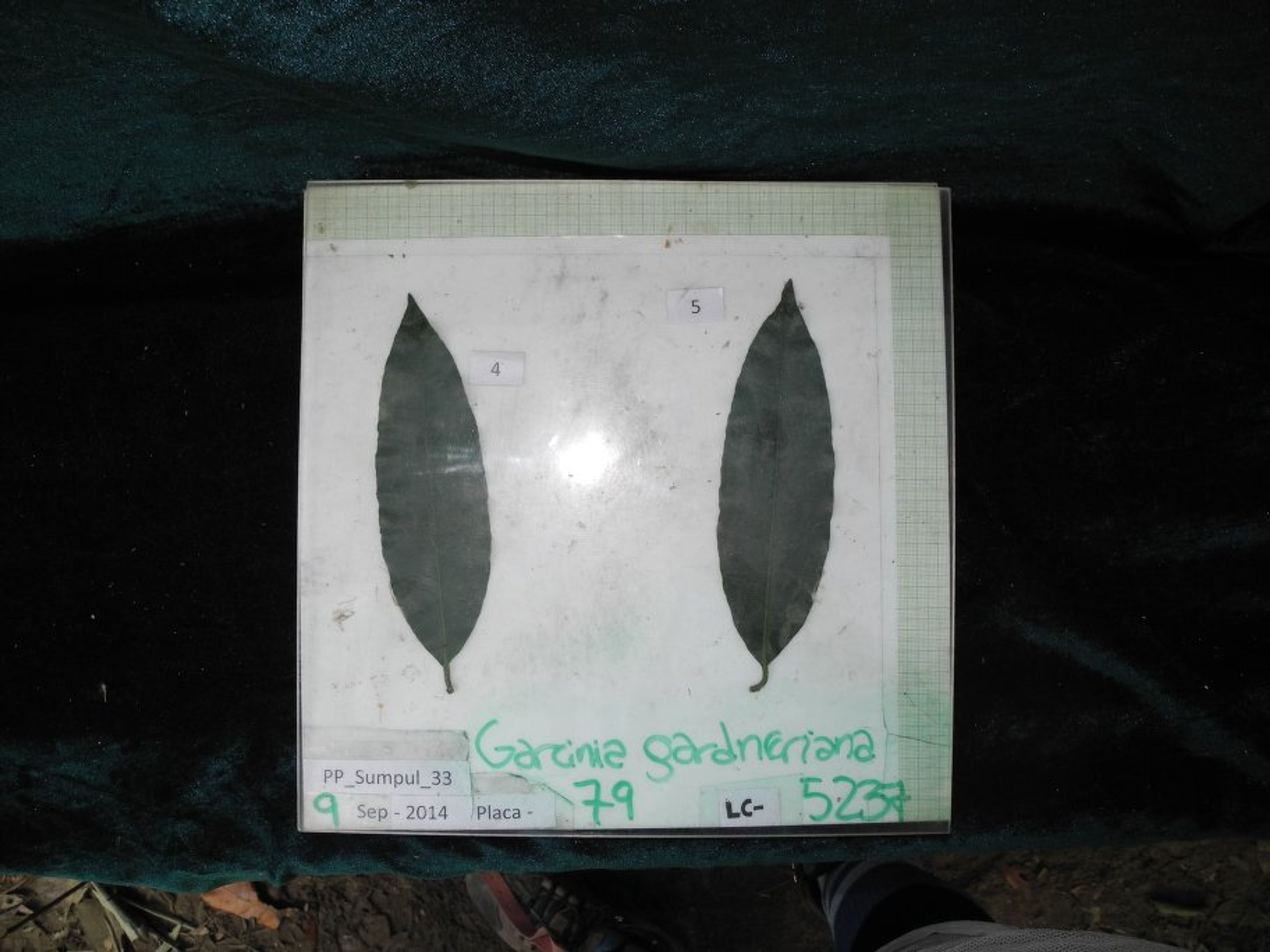 Garcinia gardneriana - 66