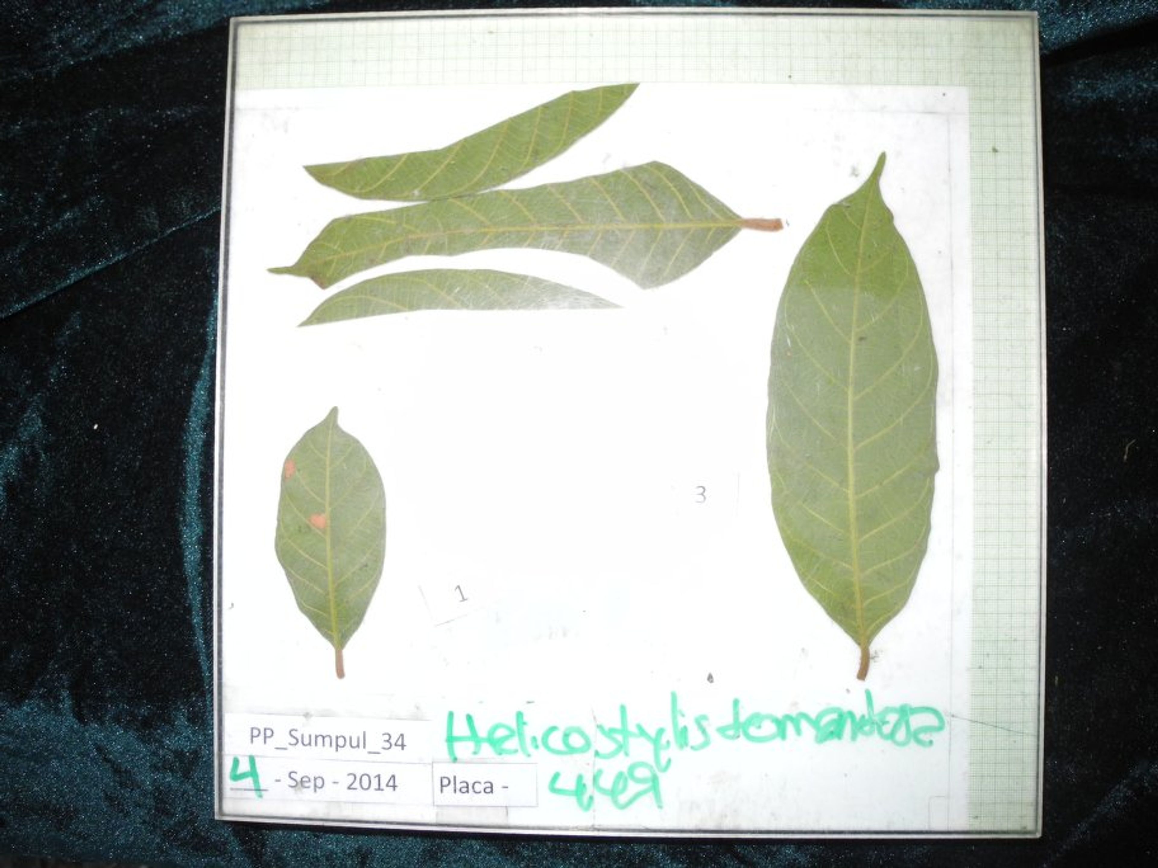 Helicostylis tomentosa - 47