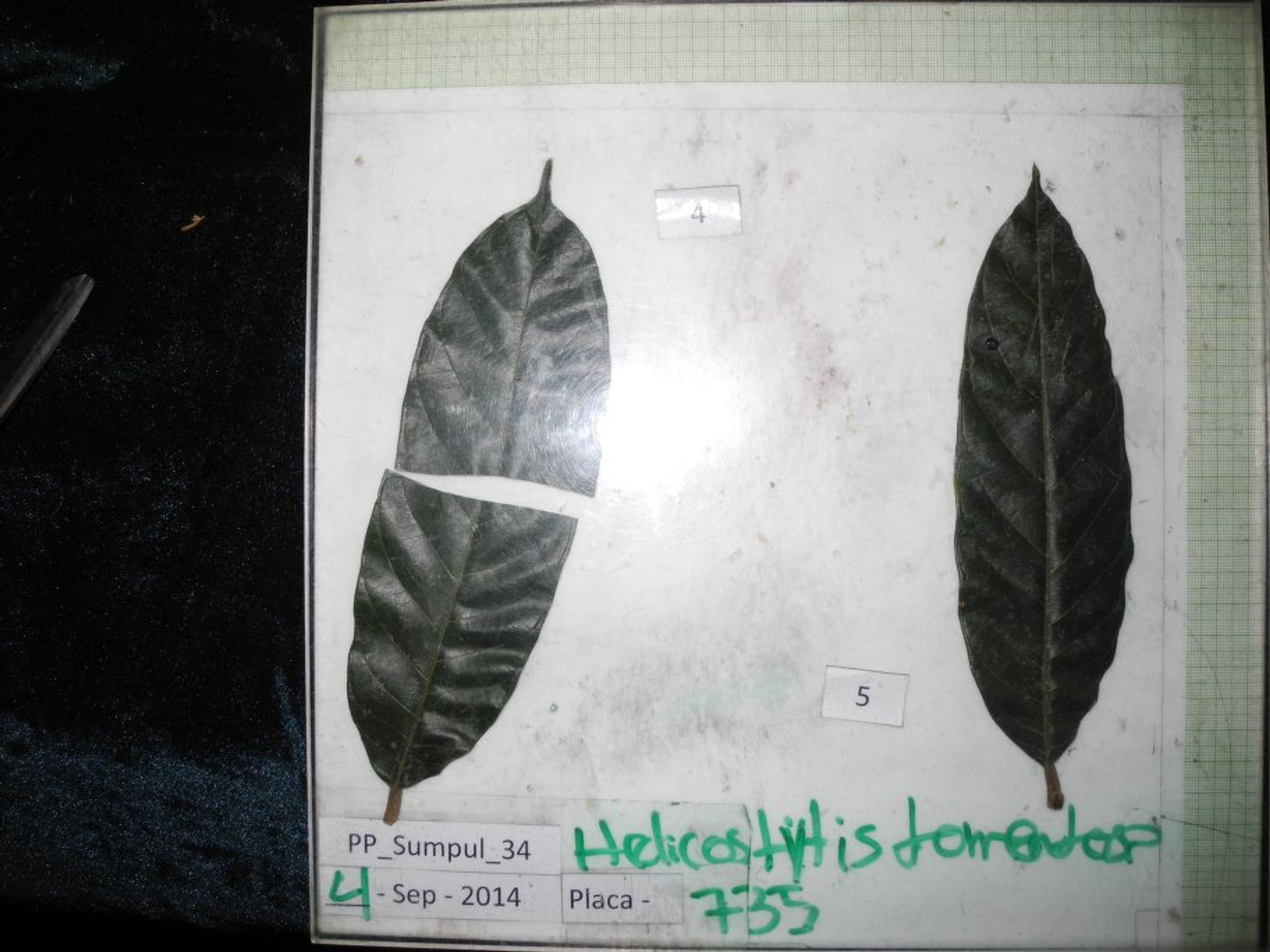 Helicostylis tomentosa - 108