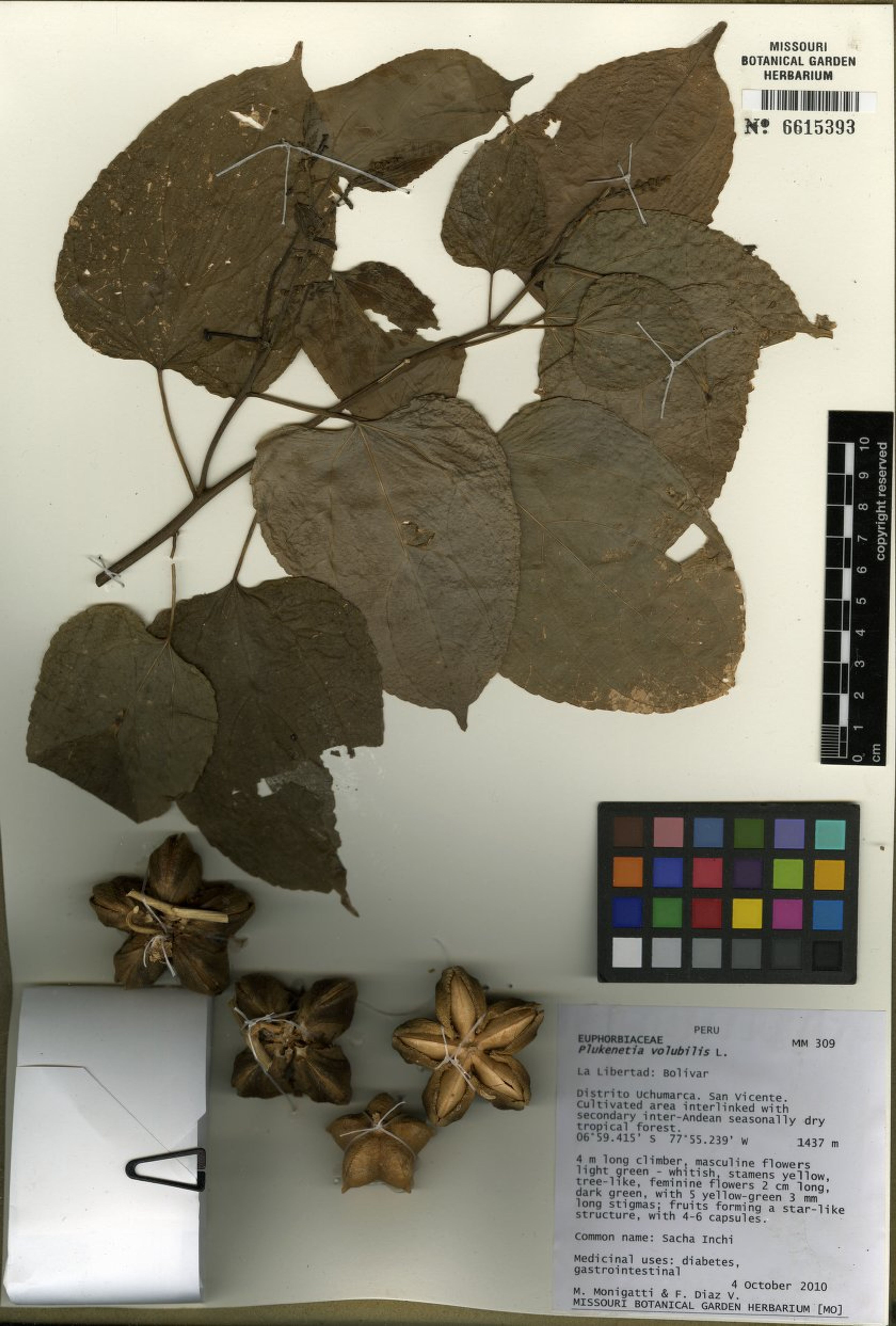 Plukenetia volubilis - 63