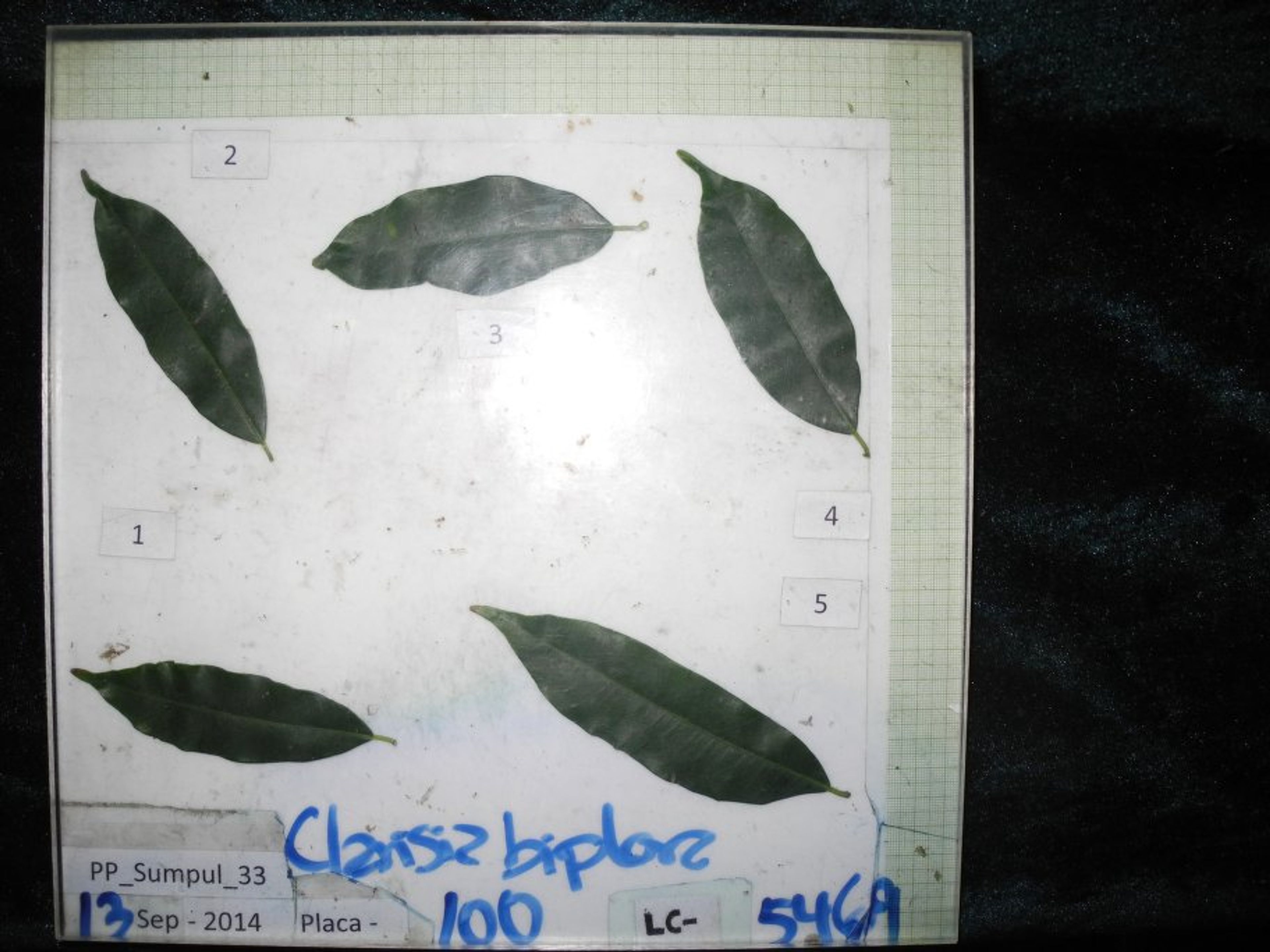 Clarisia racemosa - 7