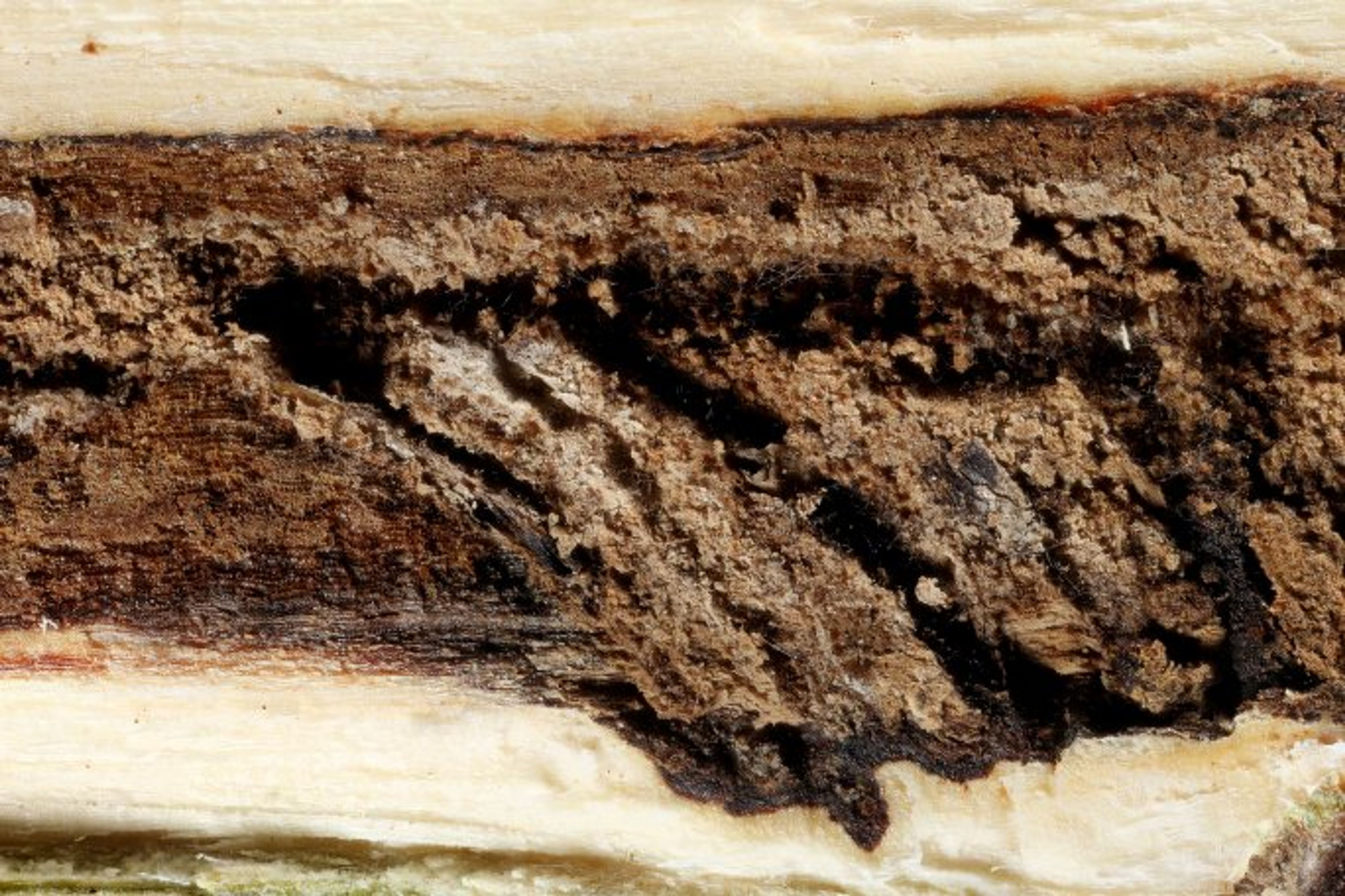 Carya laciniosa - 100