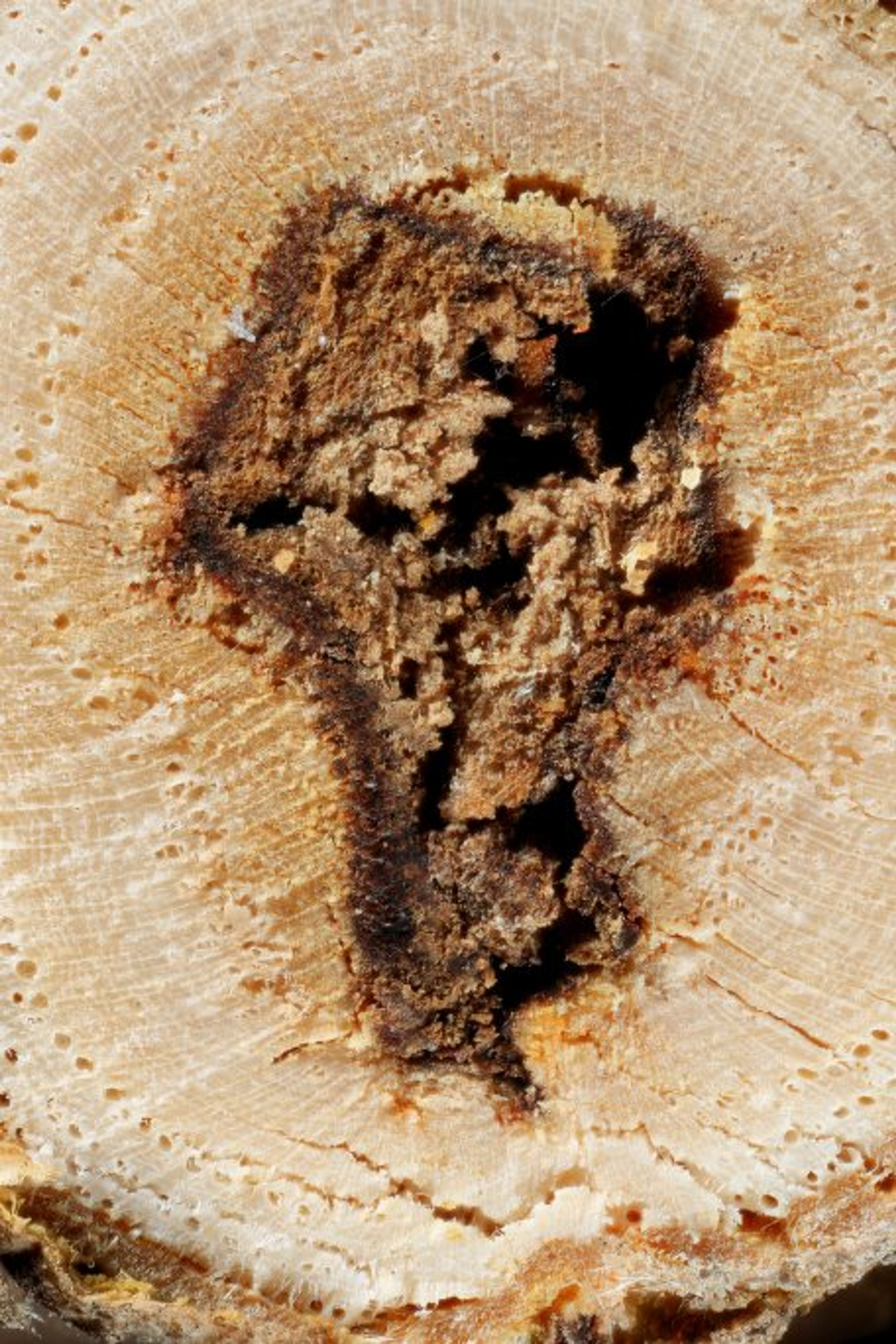 Carya laciniosa - 124