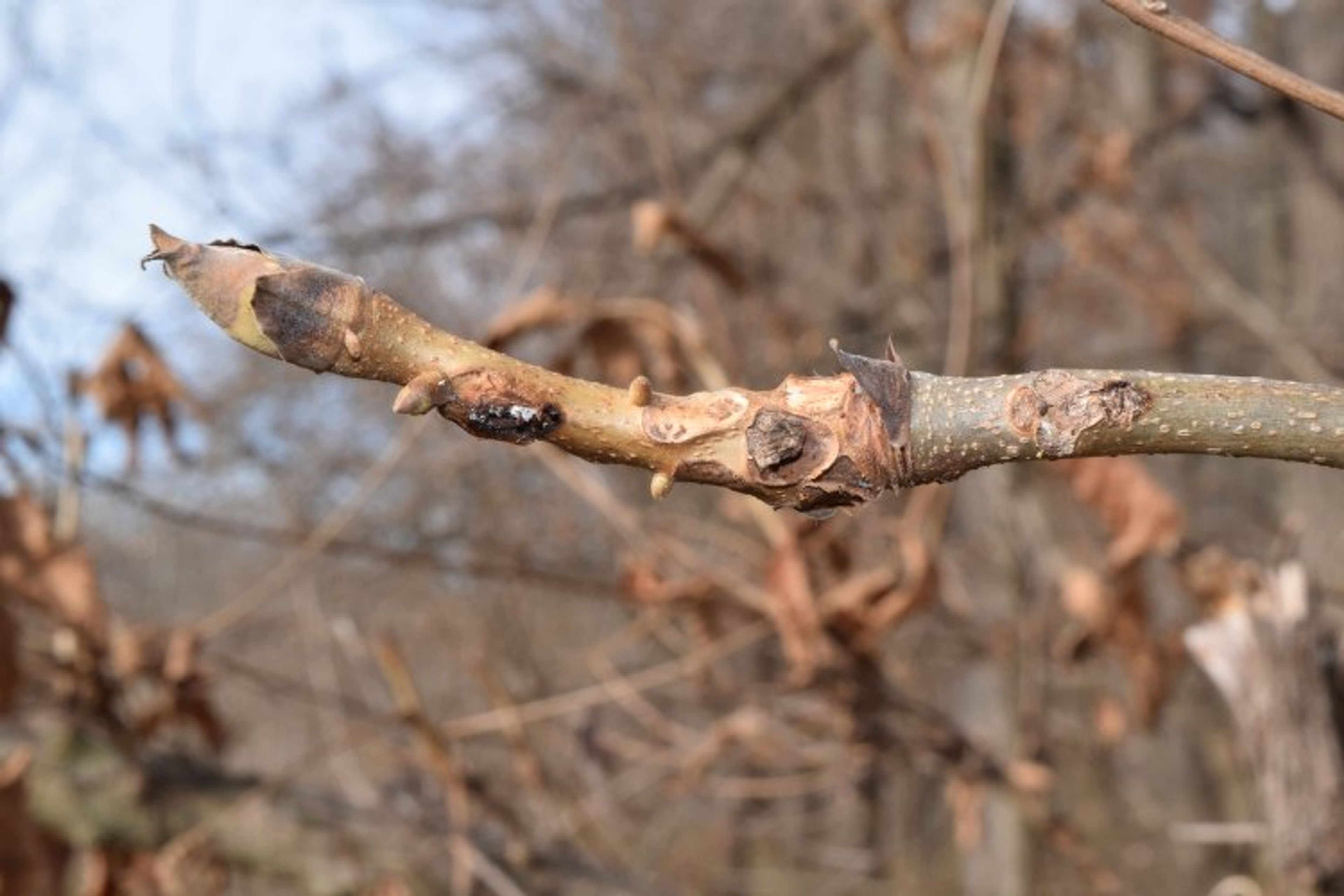 Carya laciniosa - 135