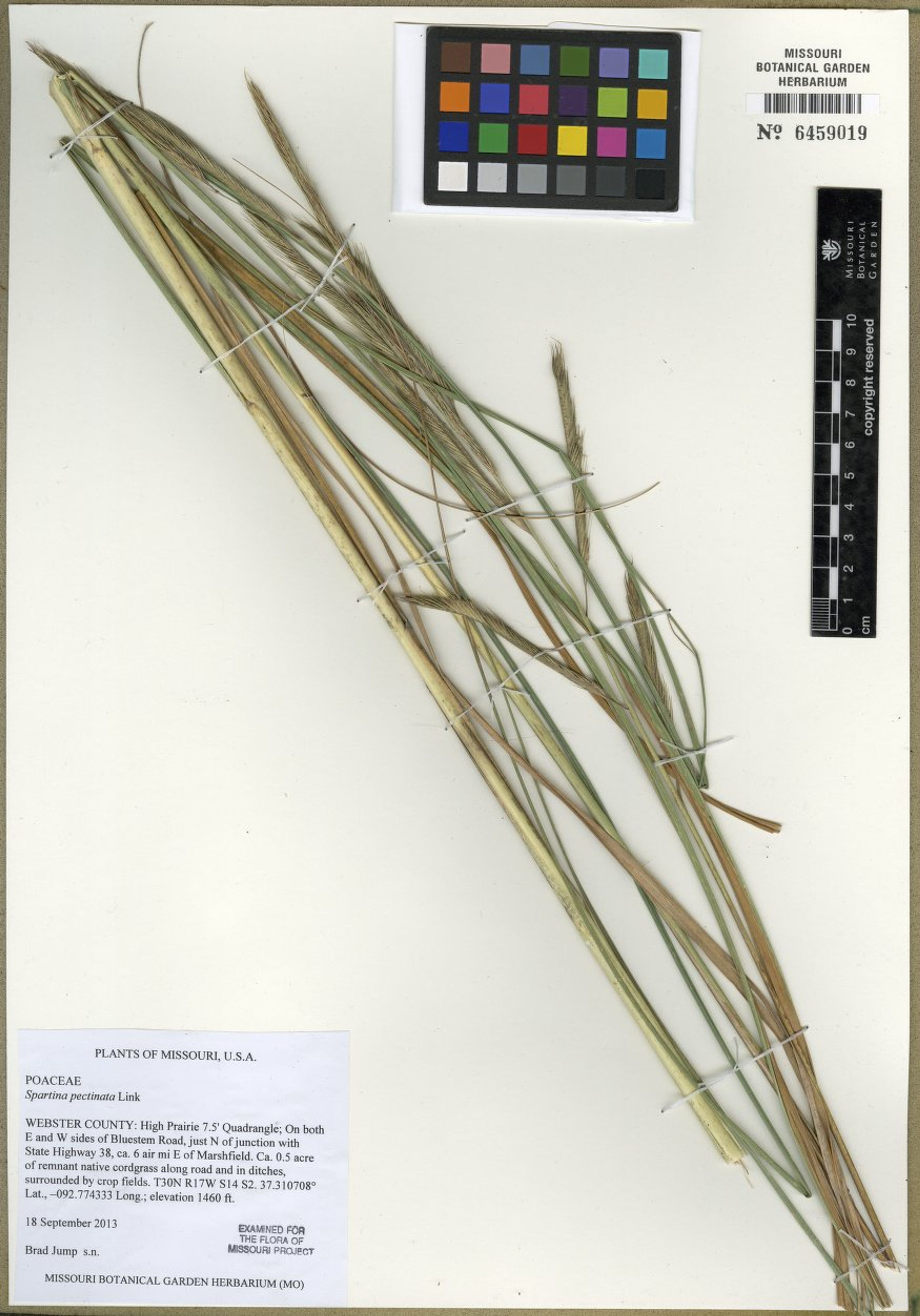 Spartina pectinata - 115
